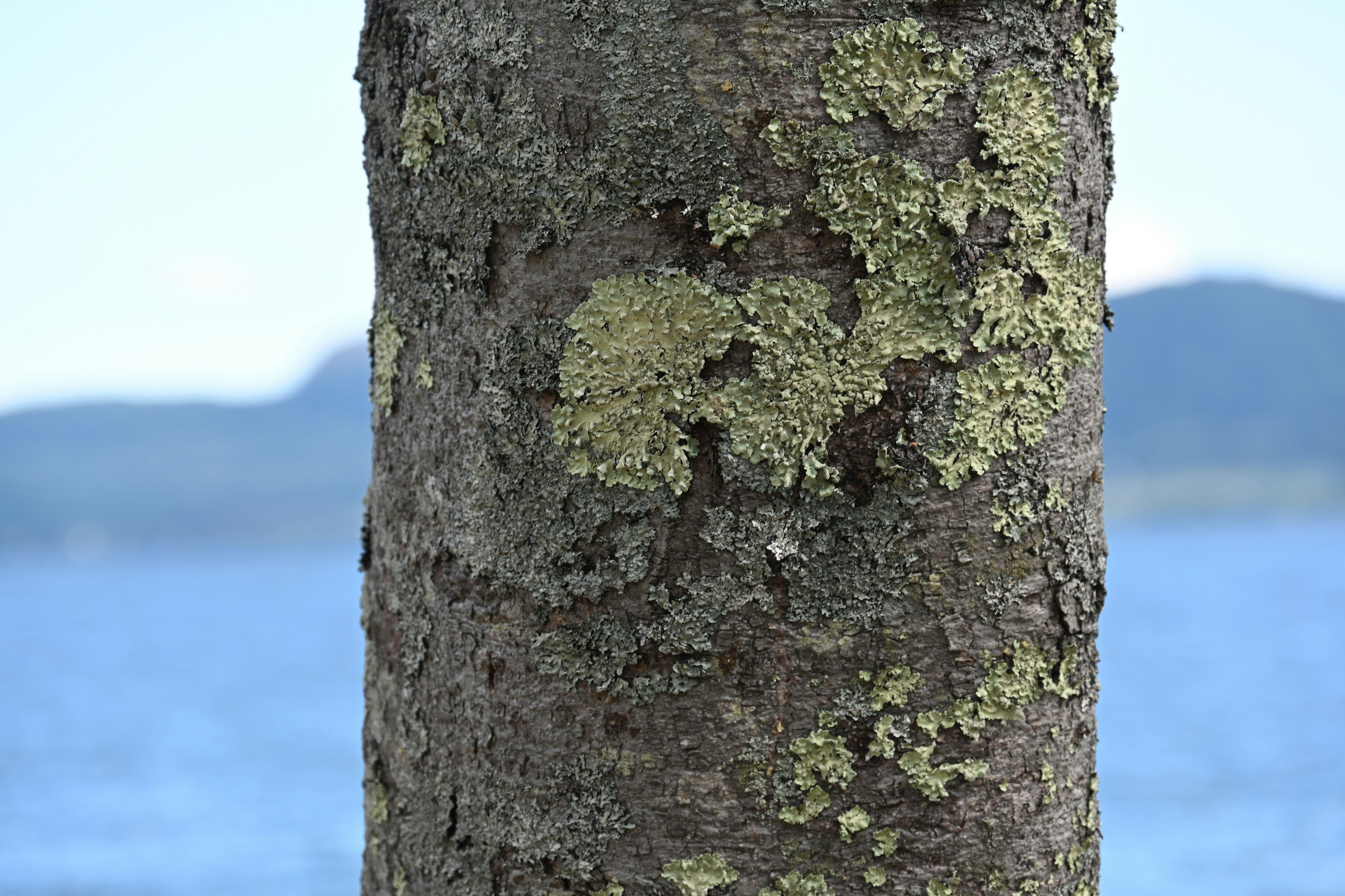 Close-up of a tree trunk covered in moss and lichen with a background of sea and mountains