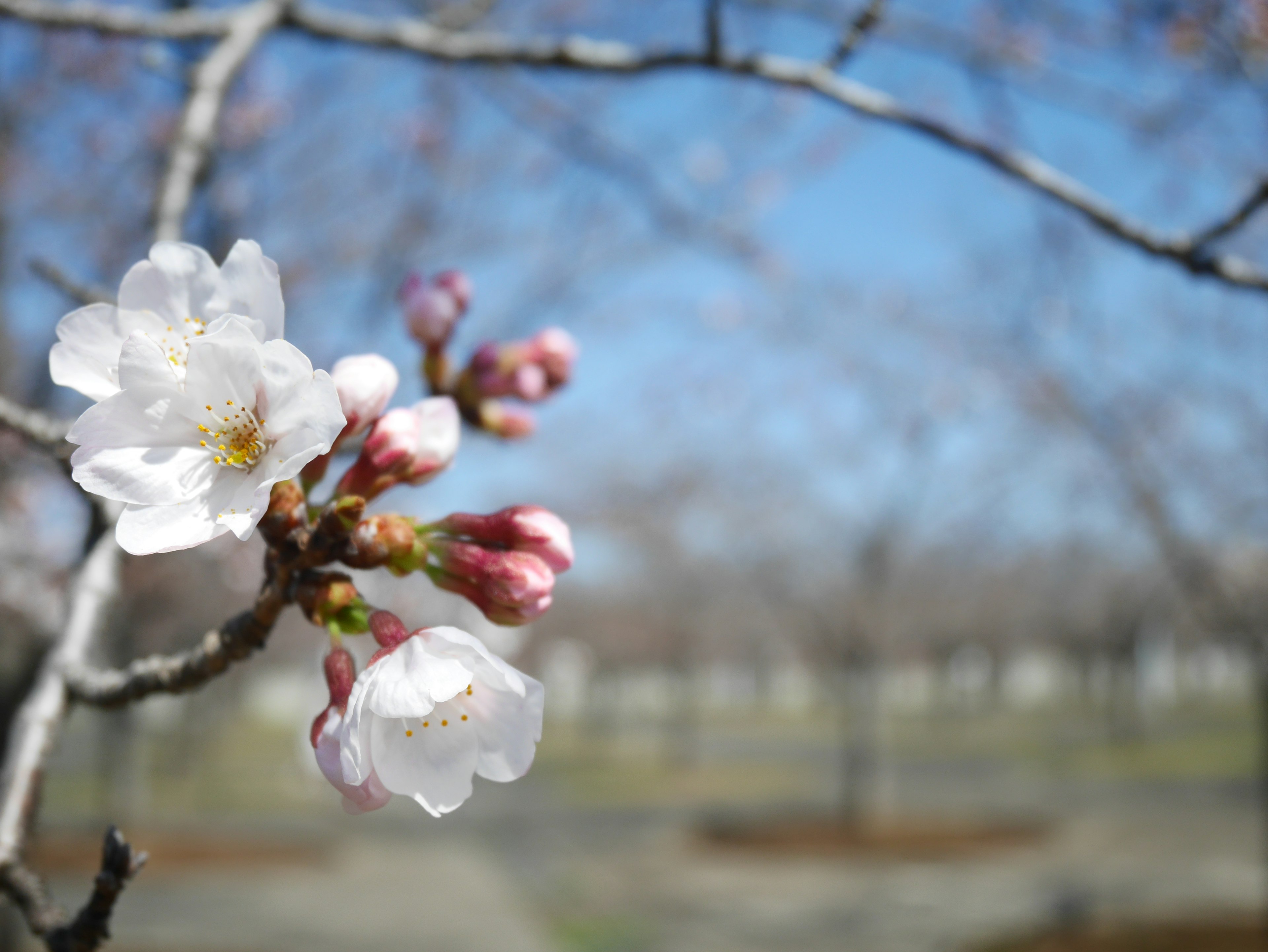 桜の花とつぼみが青空の下に咲いている