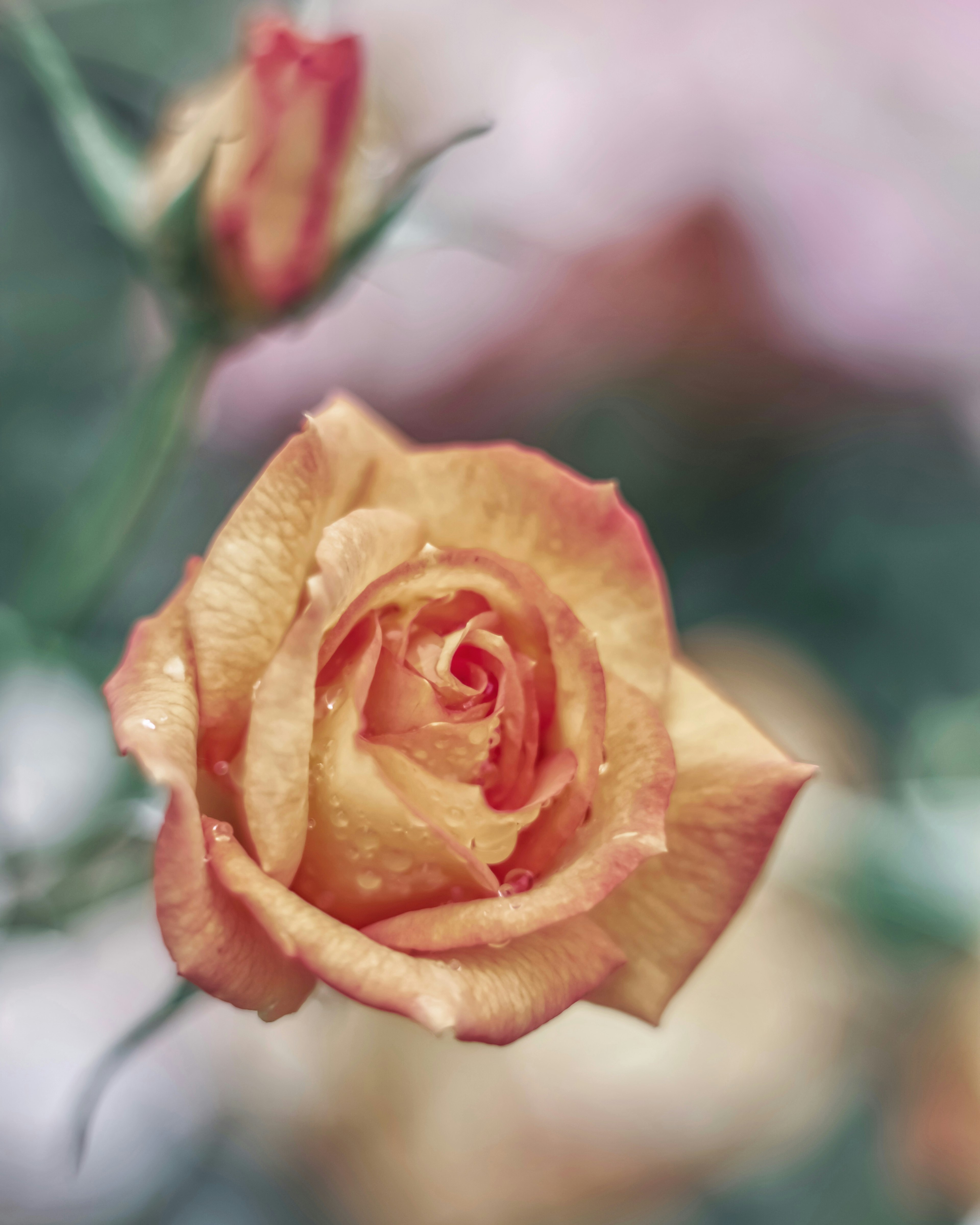 Una bella rosa arancione con gocce d'acqua in fiore