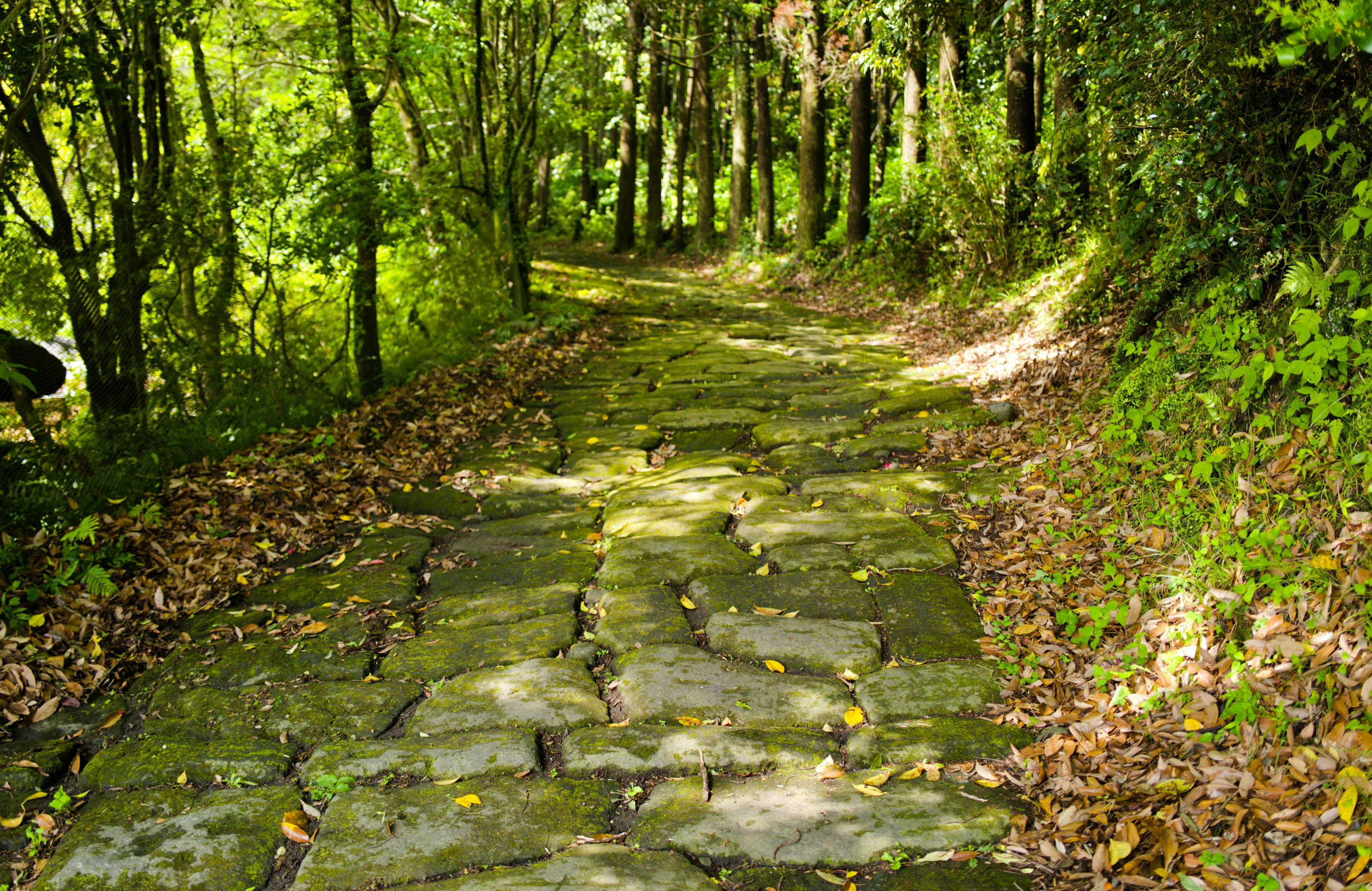 Stone-paved path surrounded by lush greenery and fallen leaves