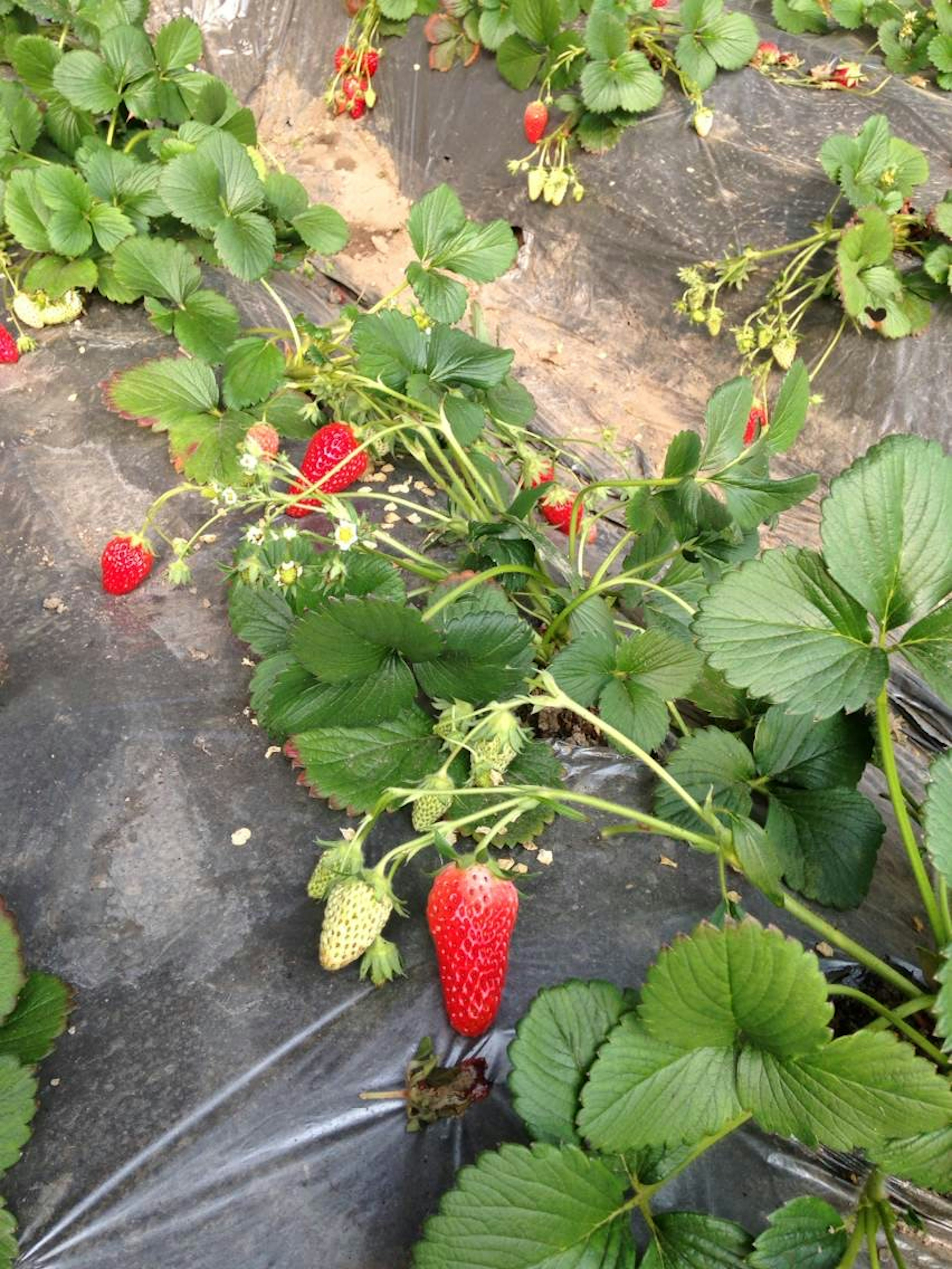 Planta de fresa rodeada de hojas verdes con frutos rojos maduros