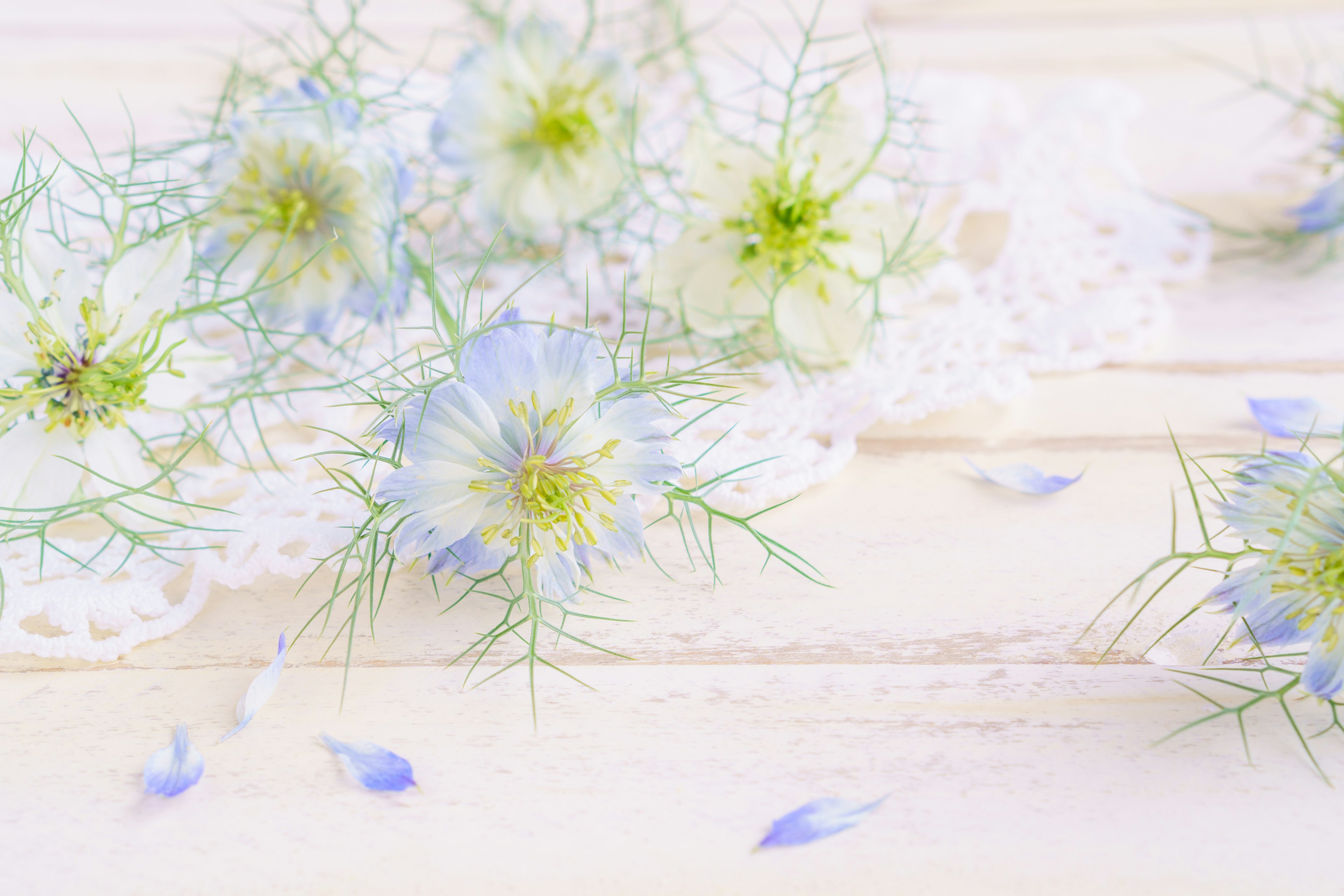 Image présentant de délicates fleurs bleues et un fond en dentelle blanche