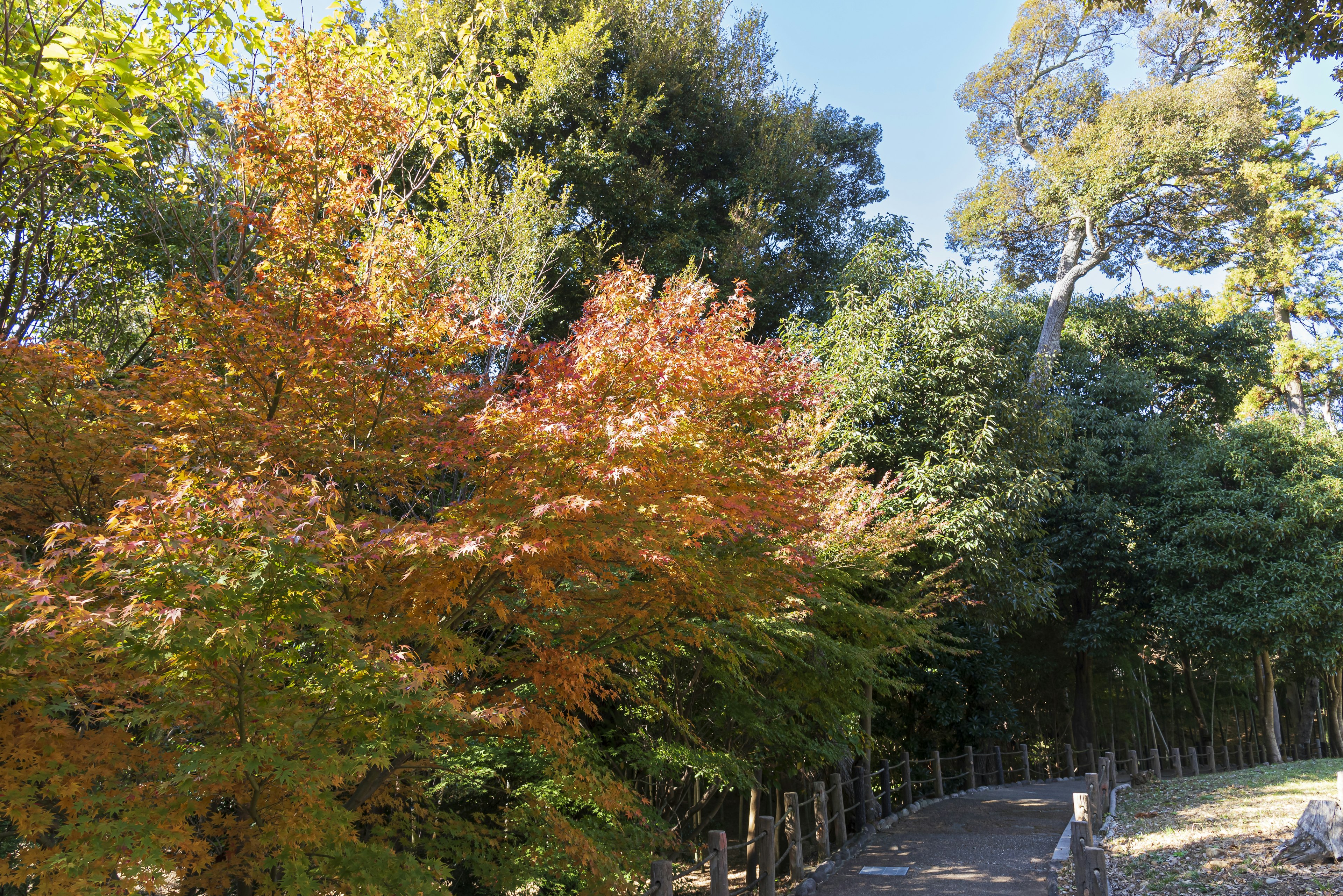 秋の色彩が美しい公園の風景、赤やオレンジの葉が目を引く