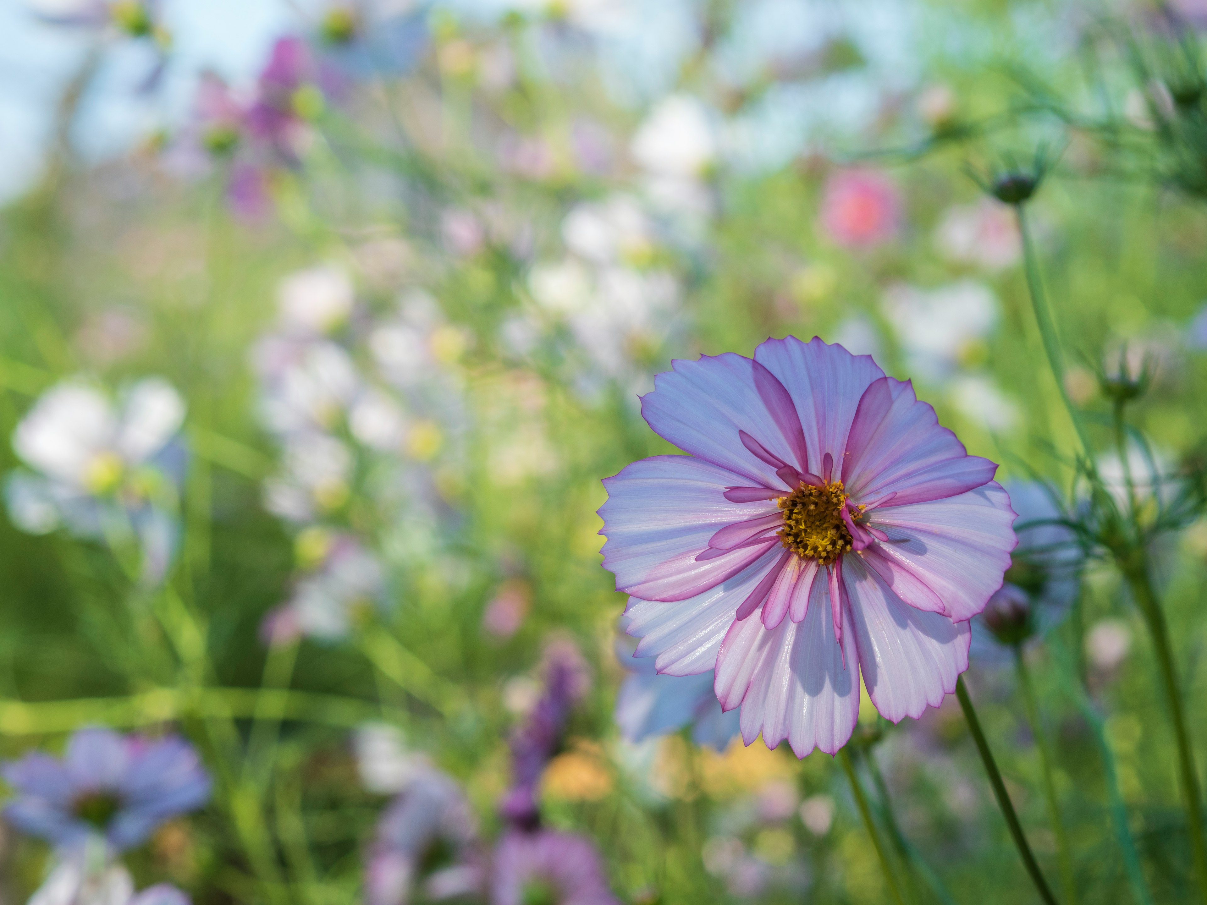 Delicate pink flower among a colorful array of blossoms