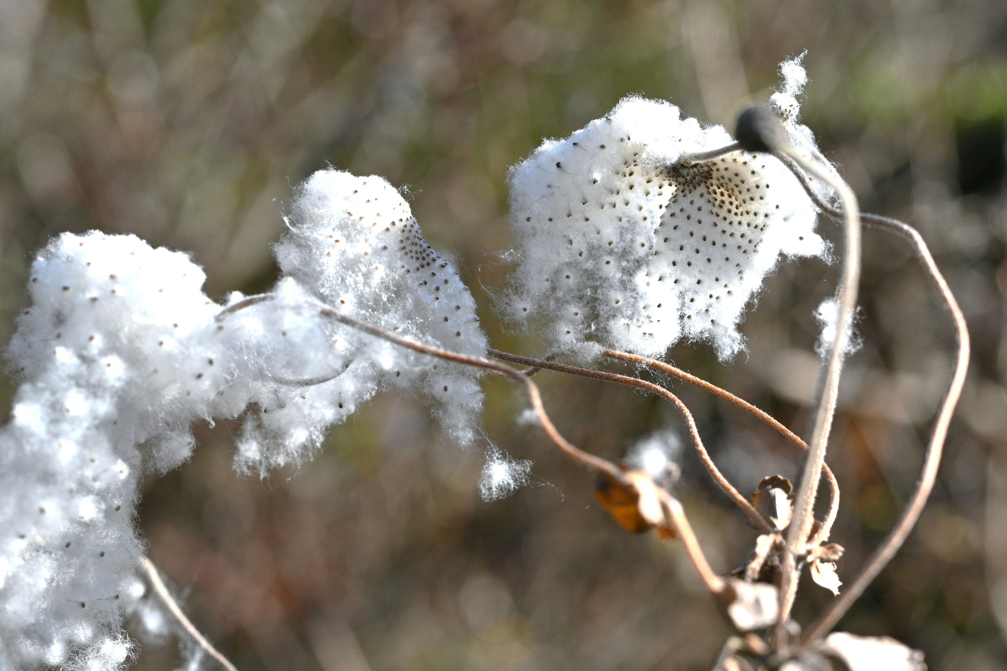 Plante avec une substance blanche ressemblant à du coton attachée à ses branches