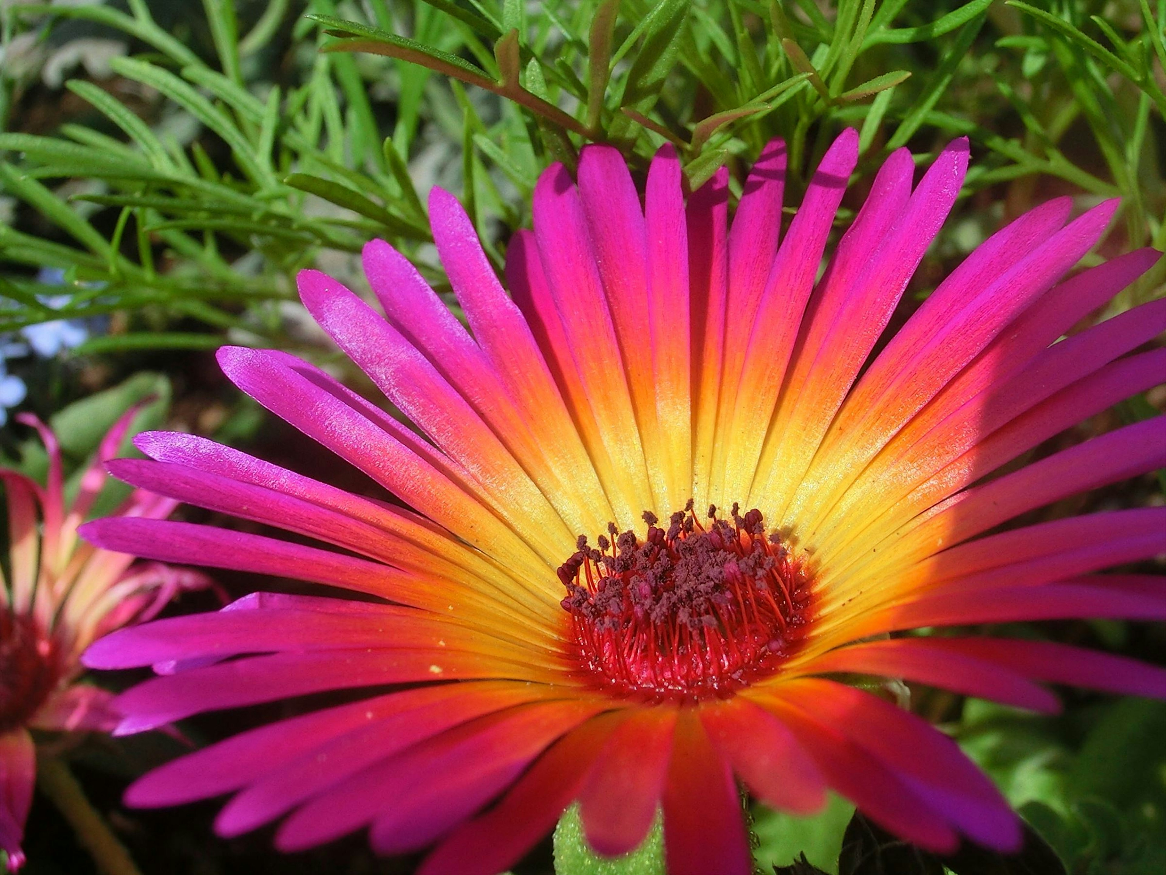 Acercamiento a una flor con pétalos rosas y naranjas vibrantes