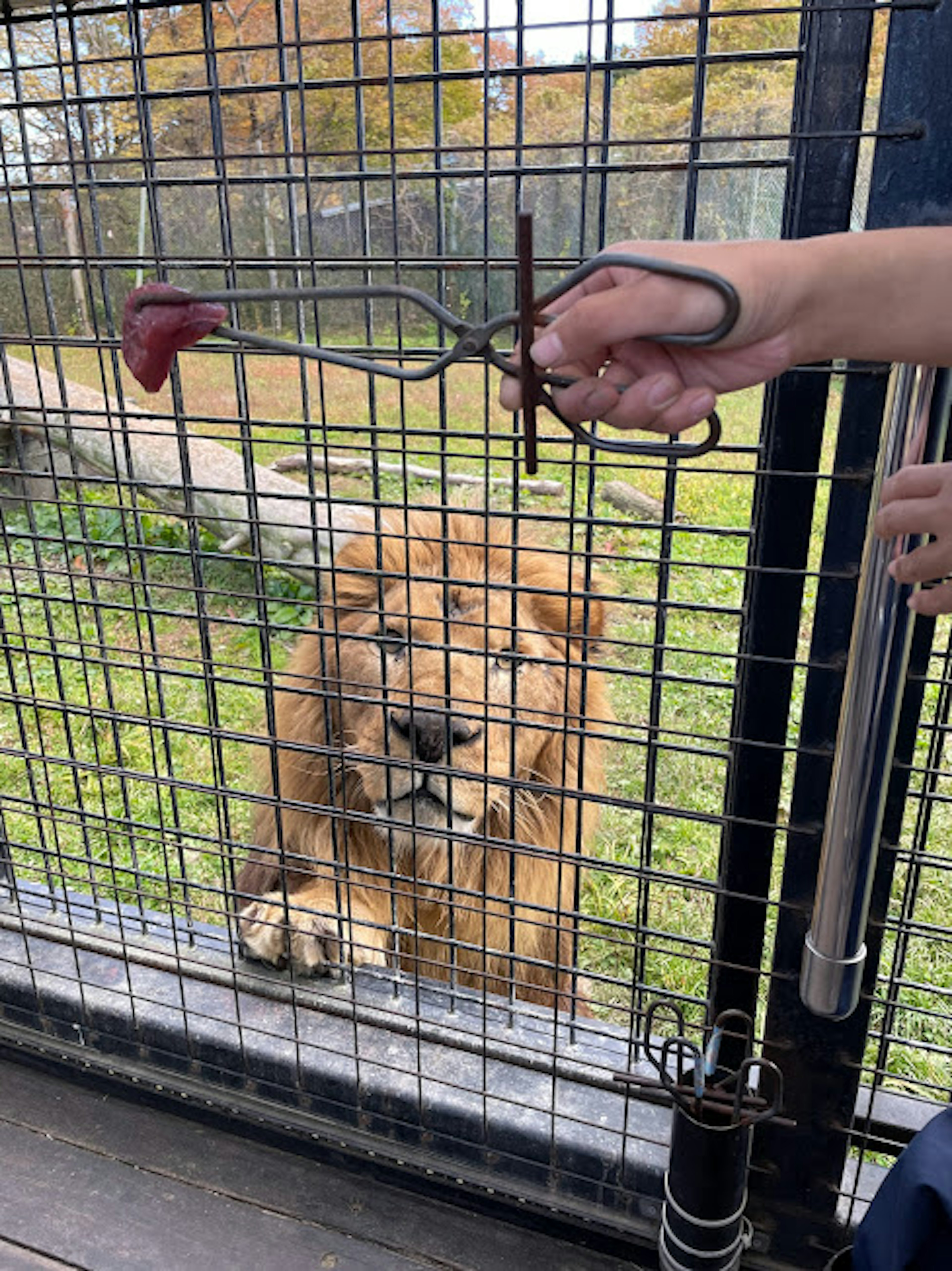 Un lion devant la cage avec une main tenant de la viande sur un outil