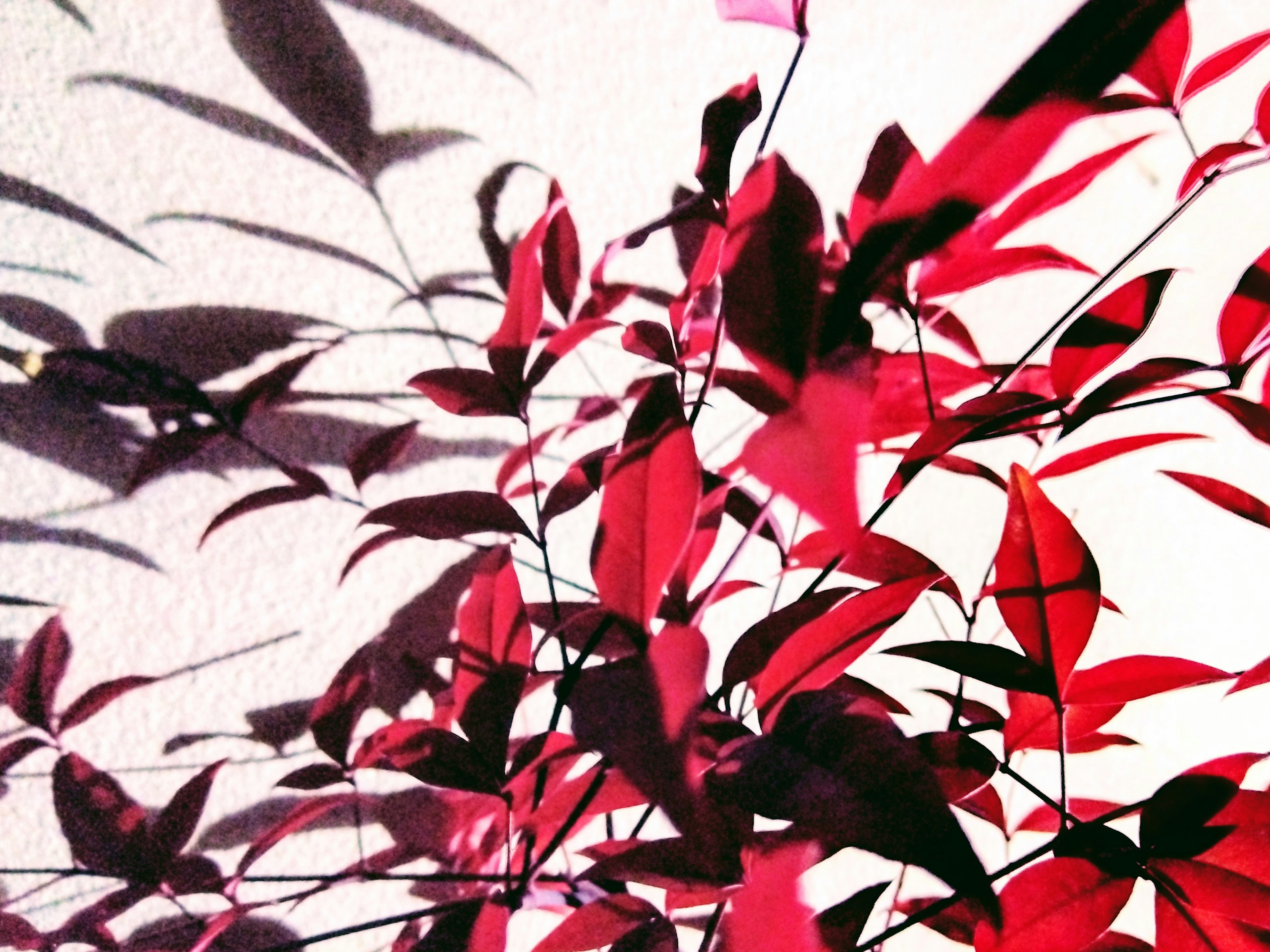 Close-up of red leaves casting shadows