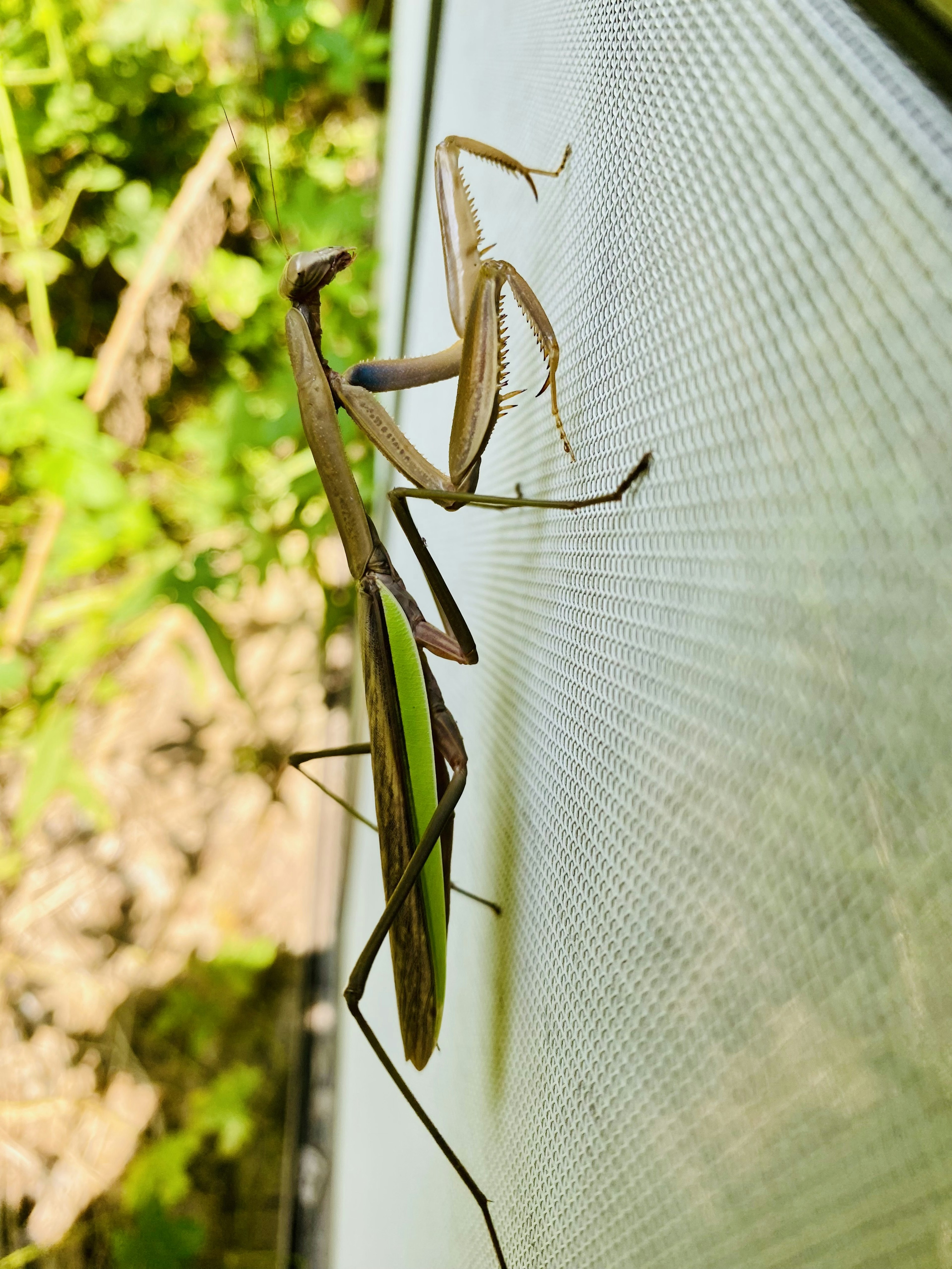 A green mantis perched on a mesh surface