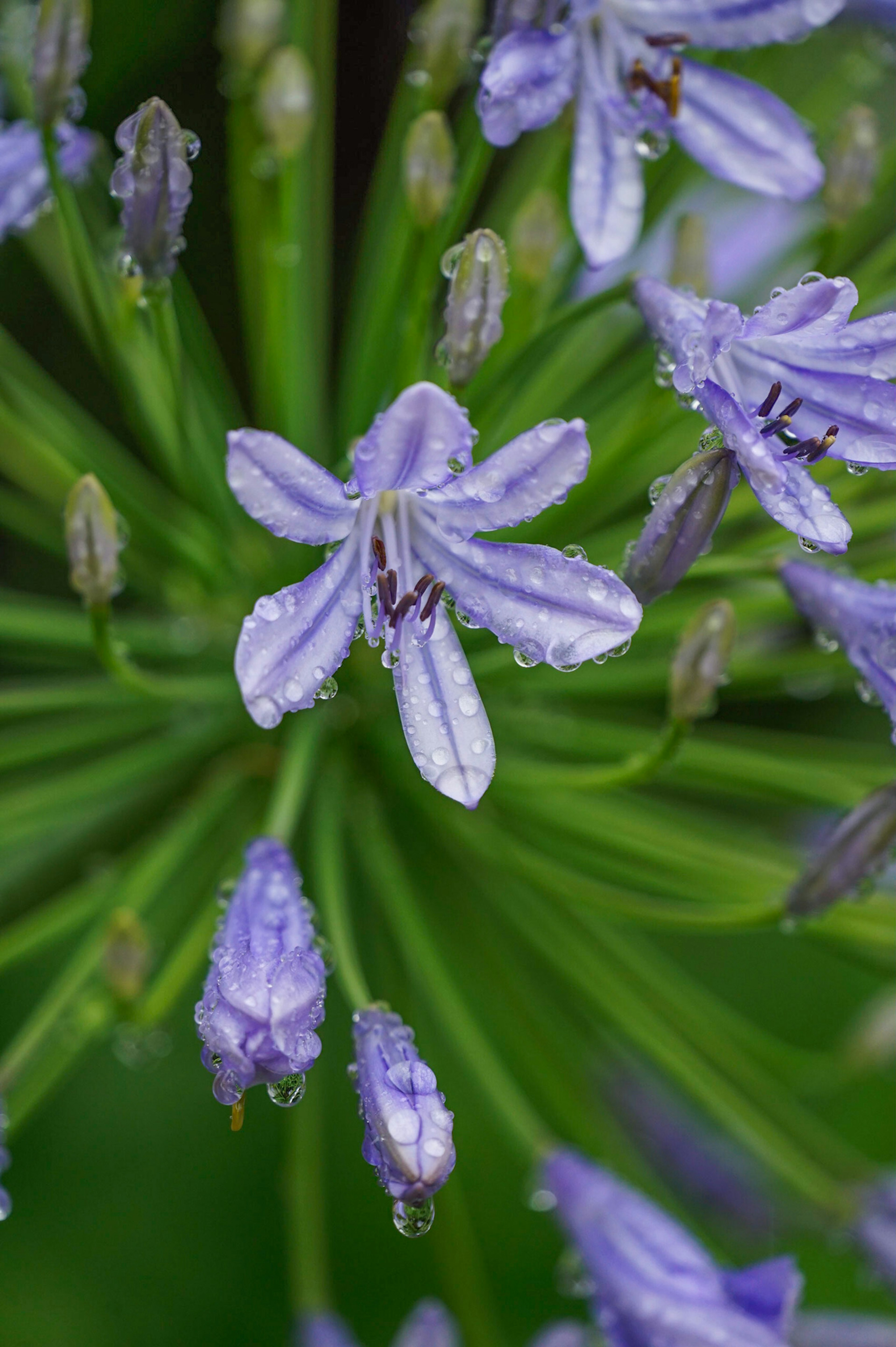 紫色の花びらを持つアガパンサスの花のクローズアップ 緑の葉と水滴が特徴