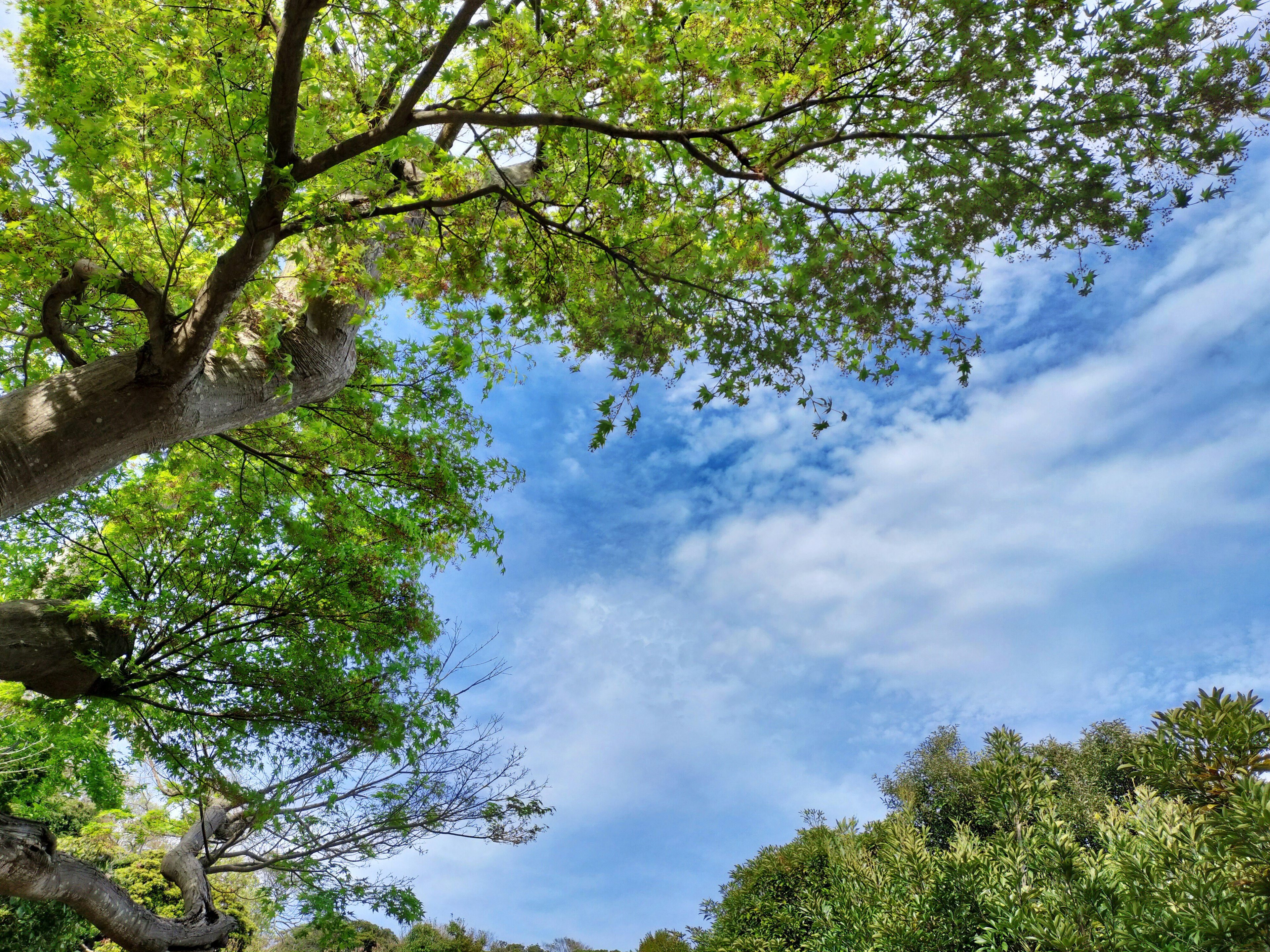 Landscape featuring lush green trees under a blue sky