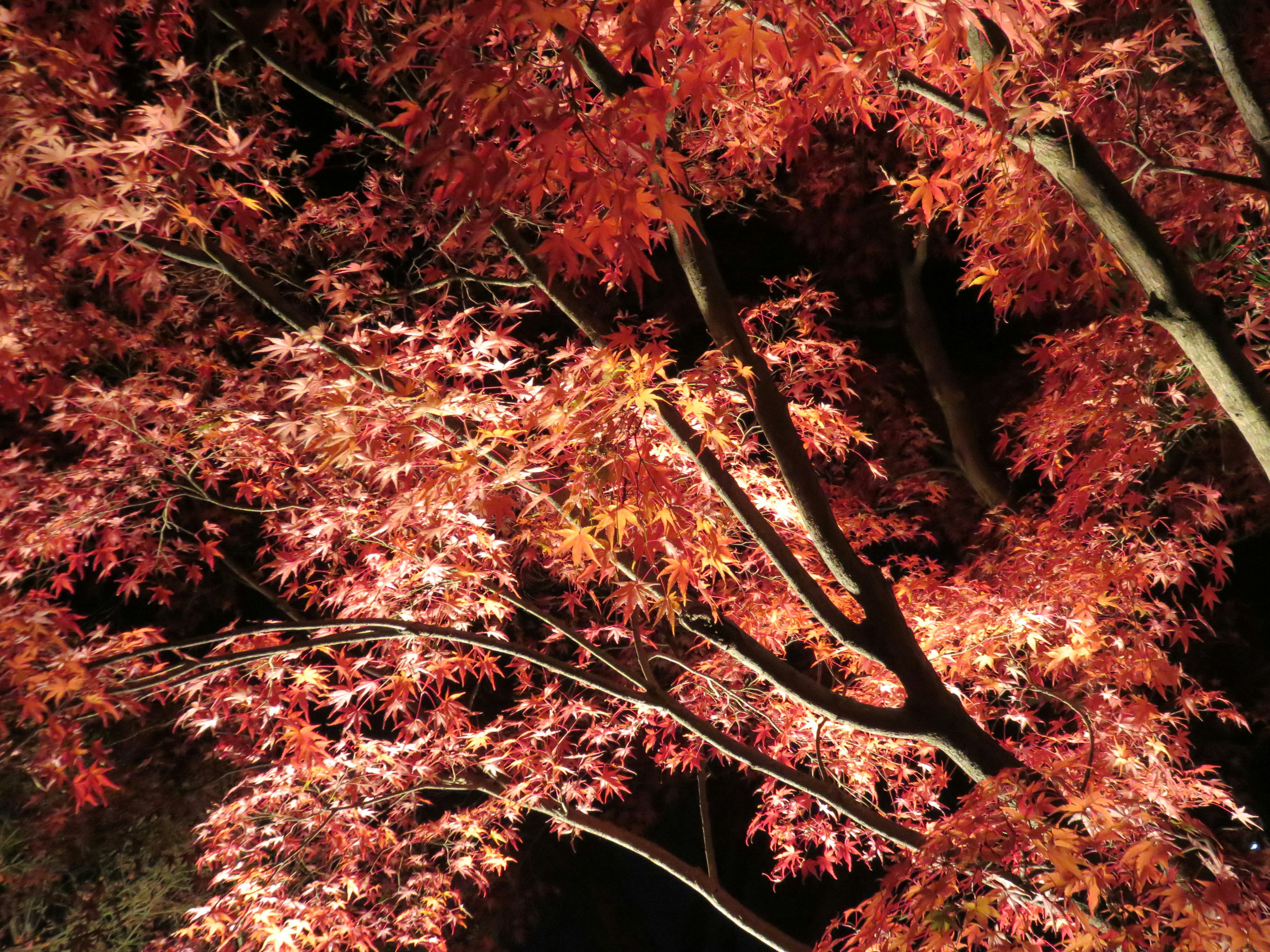 Cabang pohon maple dengan daun merah cerah yang diterangi dengan indah