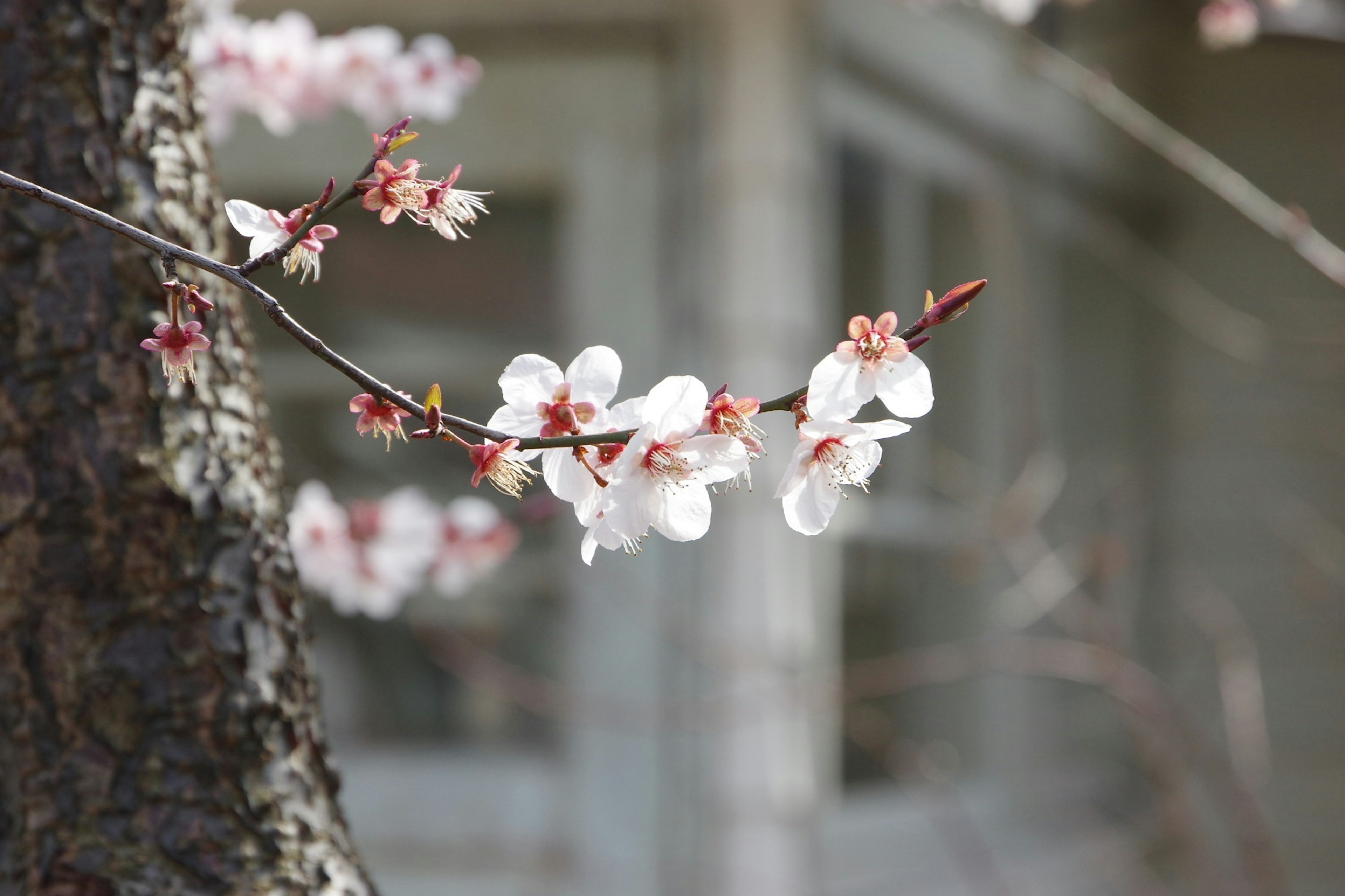 桜の花が咲いている枝のクローズアップ