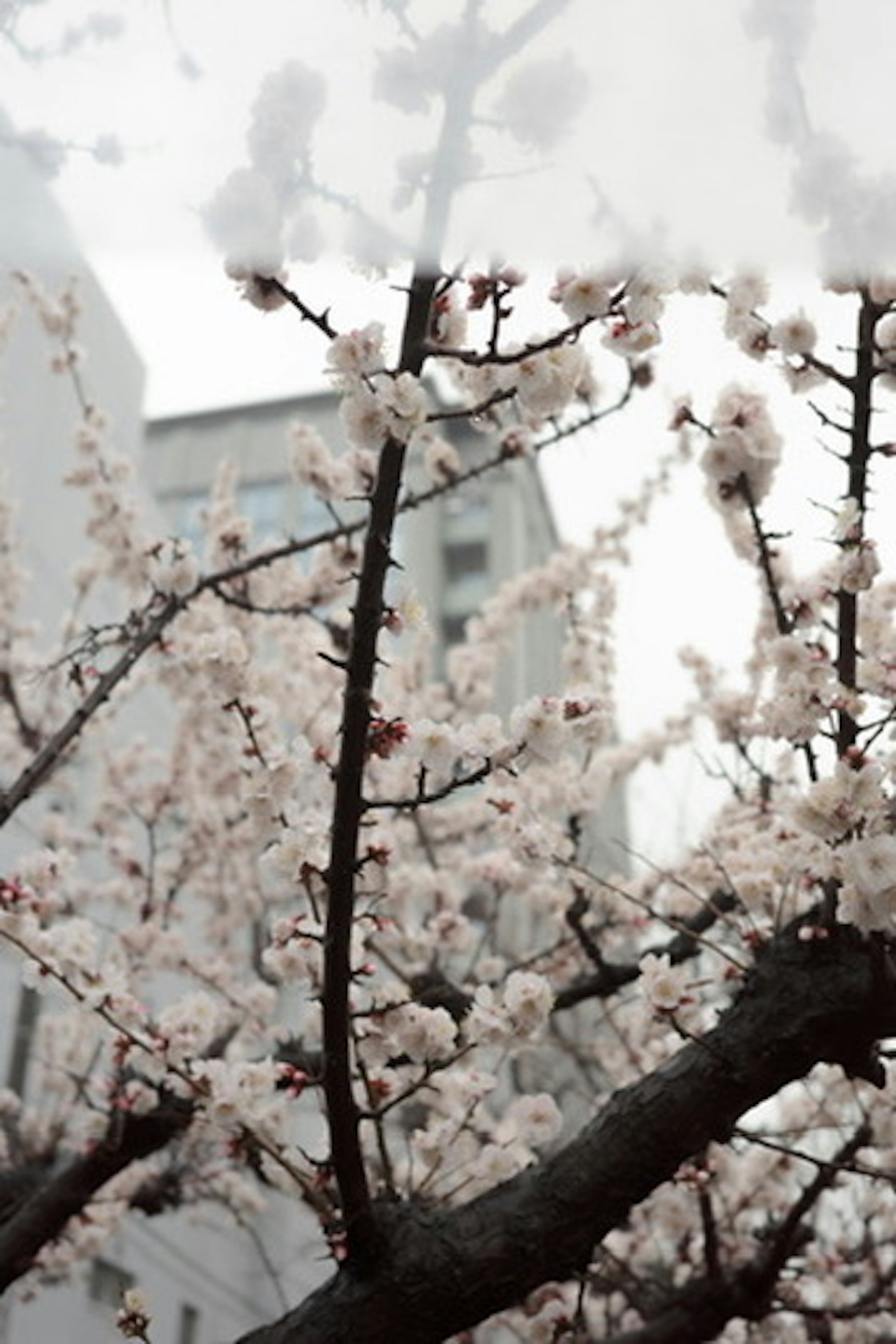 Rami di ciliegi in fiore con fiori rosa chiaro davanti a un edificio