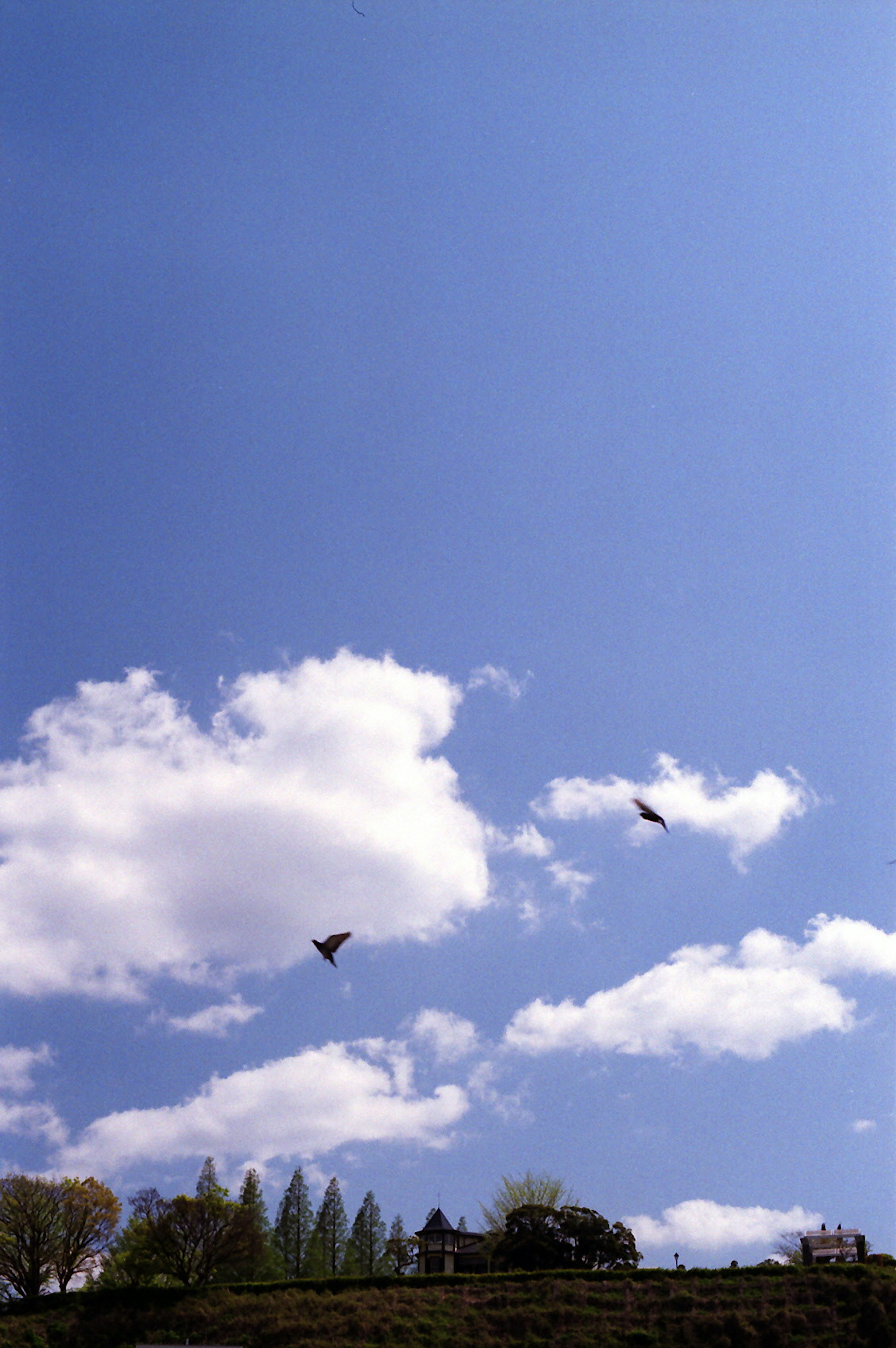 Paisaje con nubes blancas y aves volando en el cielo azul