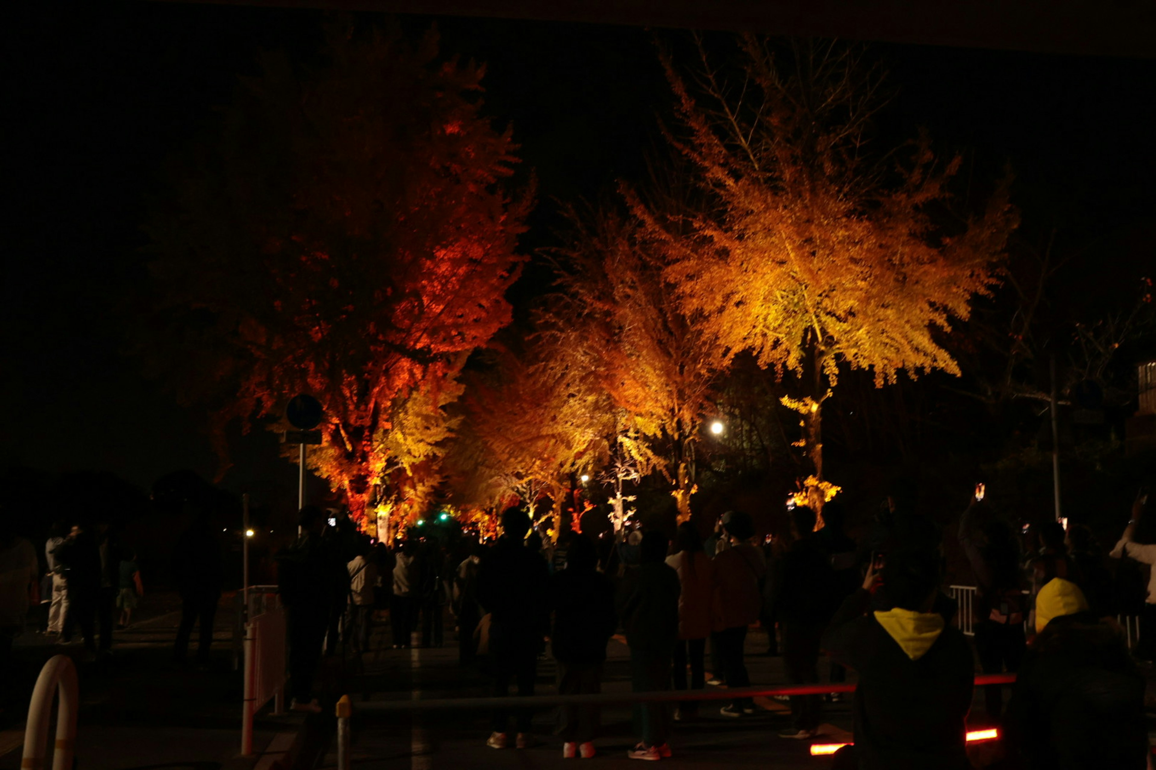 Beleuchtete Herbstbäume in einem Park bei Nacht mit Zuschauern