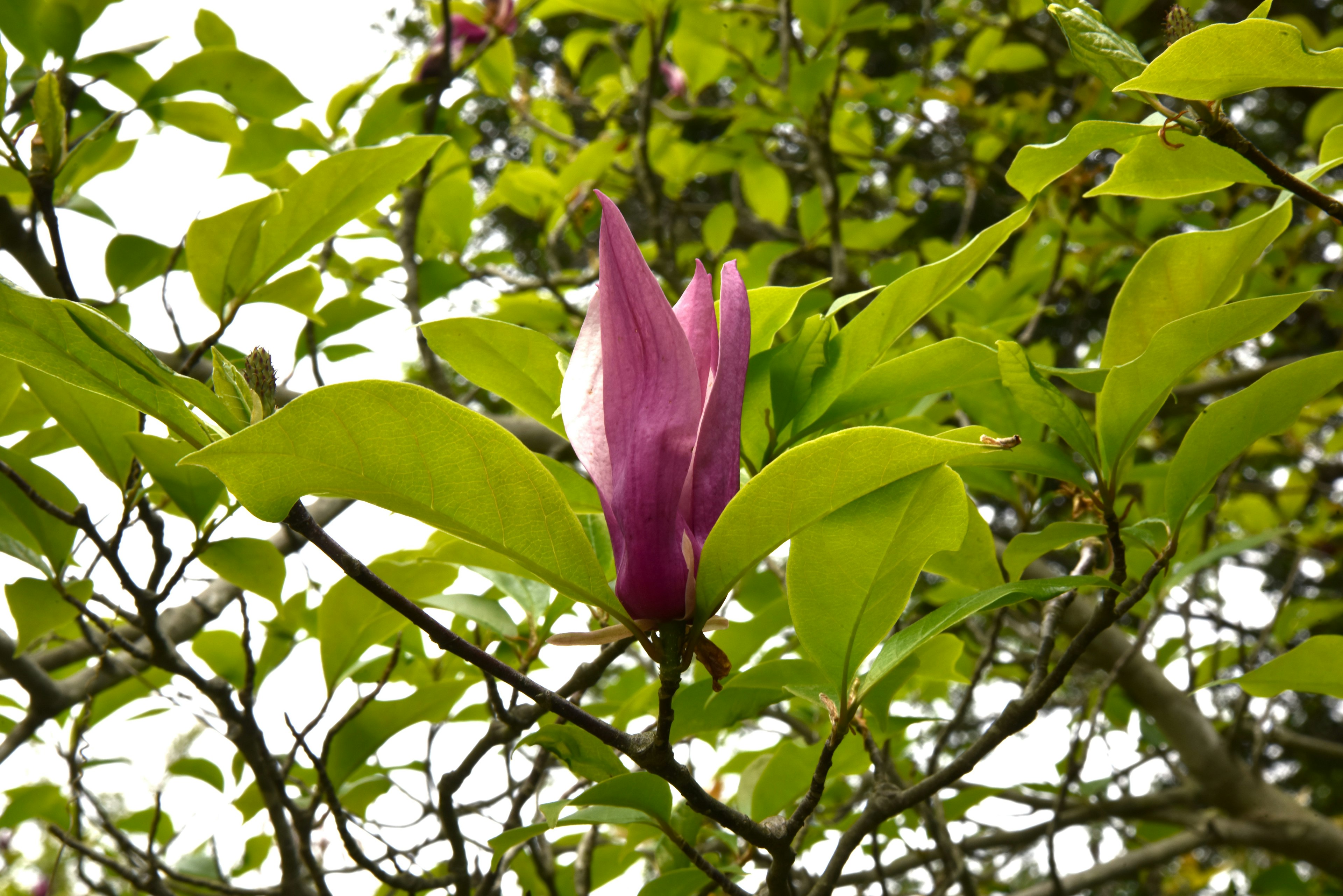 Eine lila Blume blüht zwischen grünen Blättern