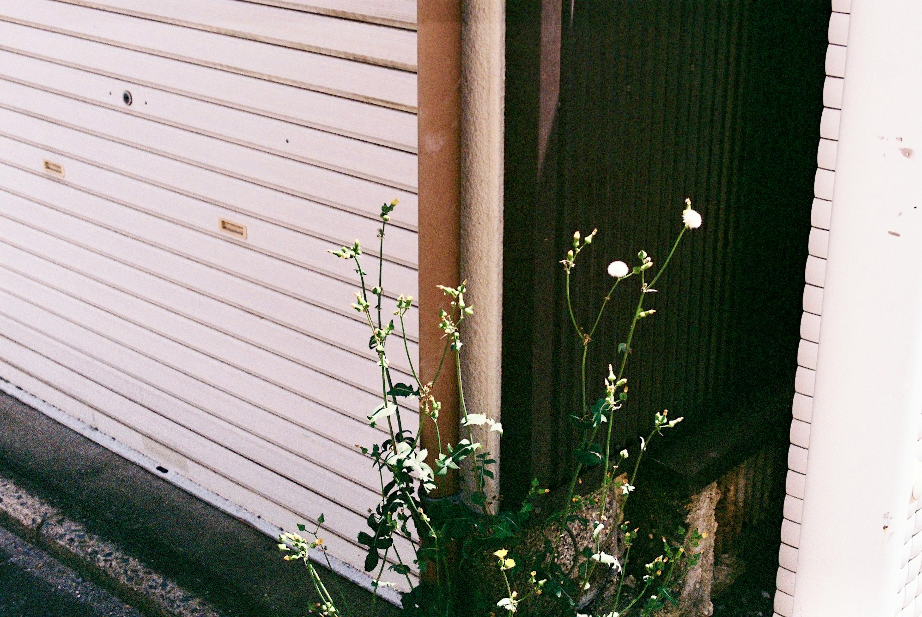 White flowering plants visible from a gap between walls