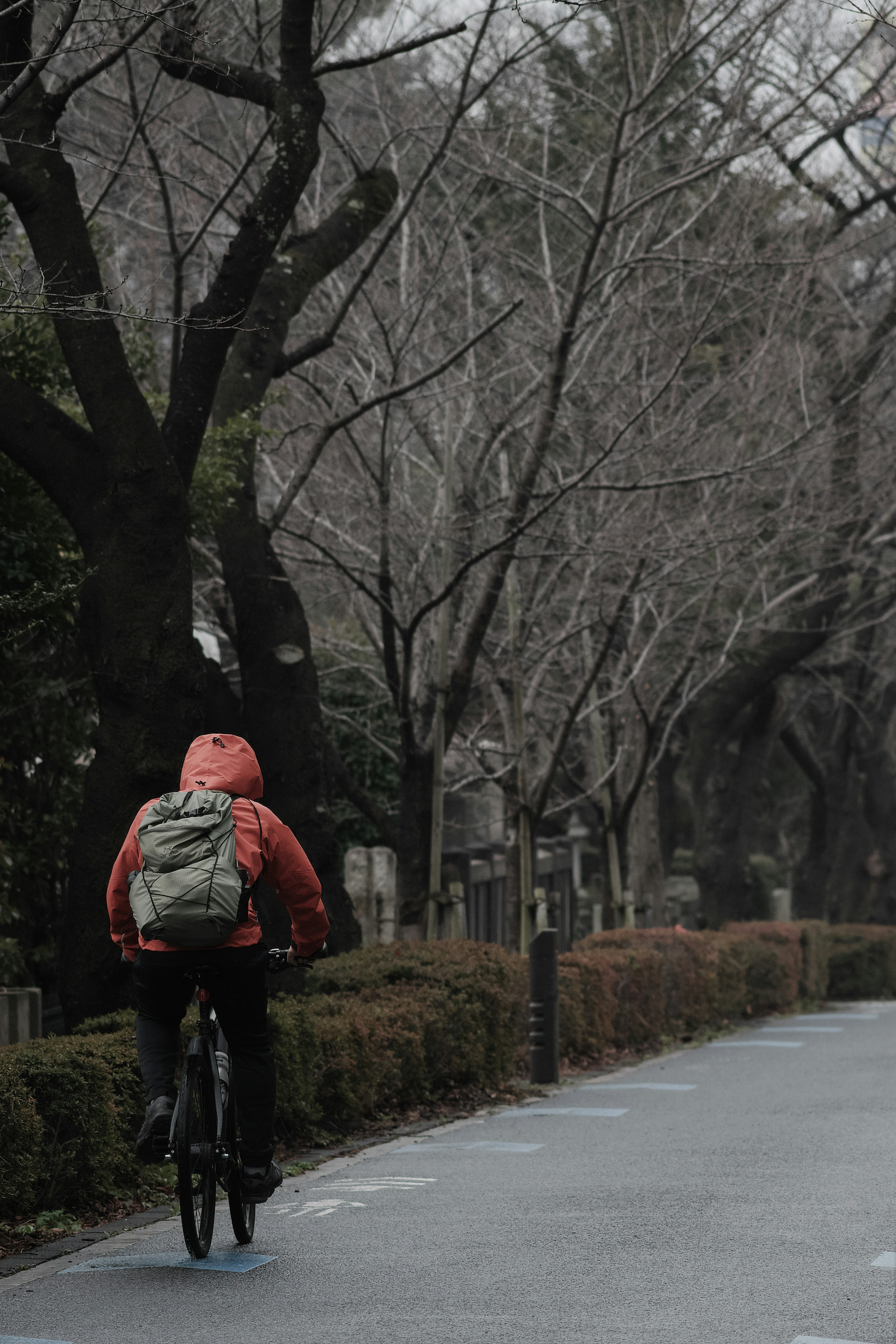 A person cycling through a winter park with bare trees