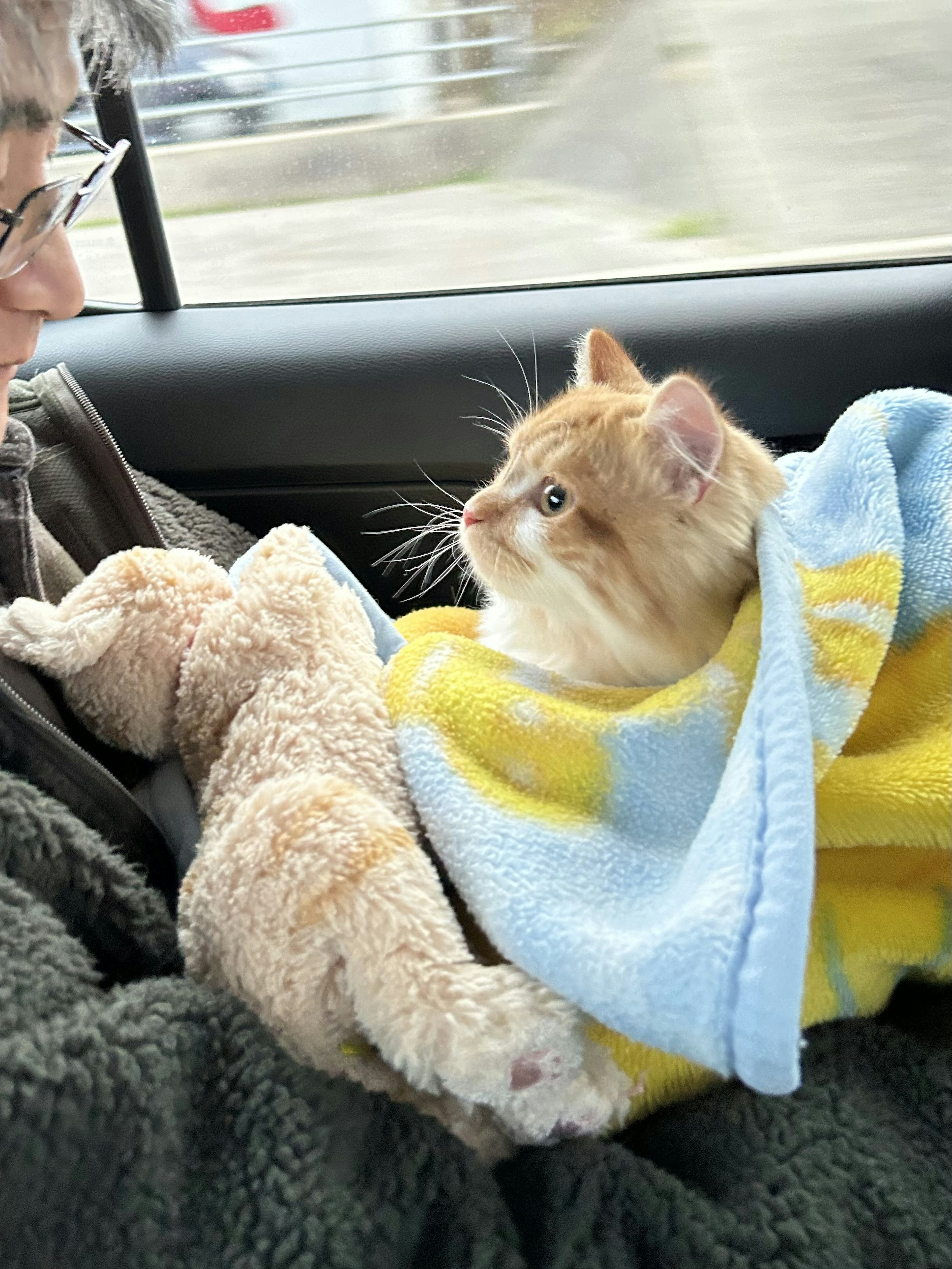 Persona en un coche sosteniendo un gato y un muñeco de peluche