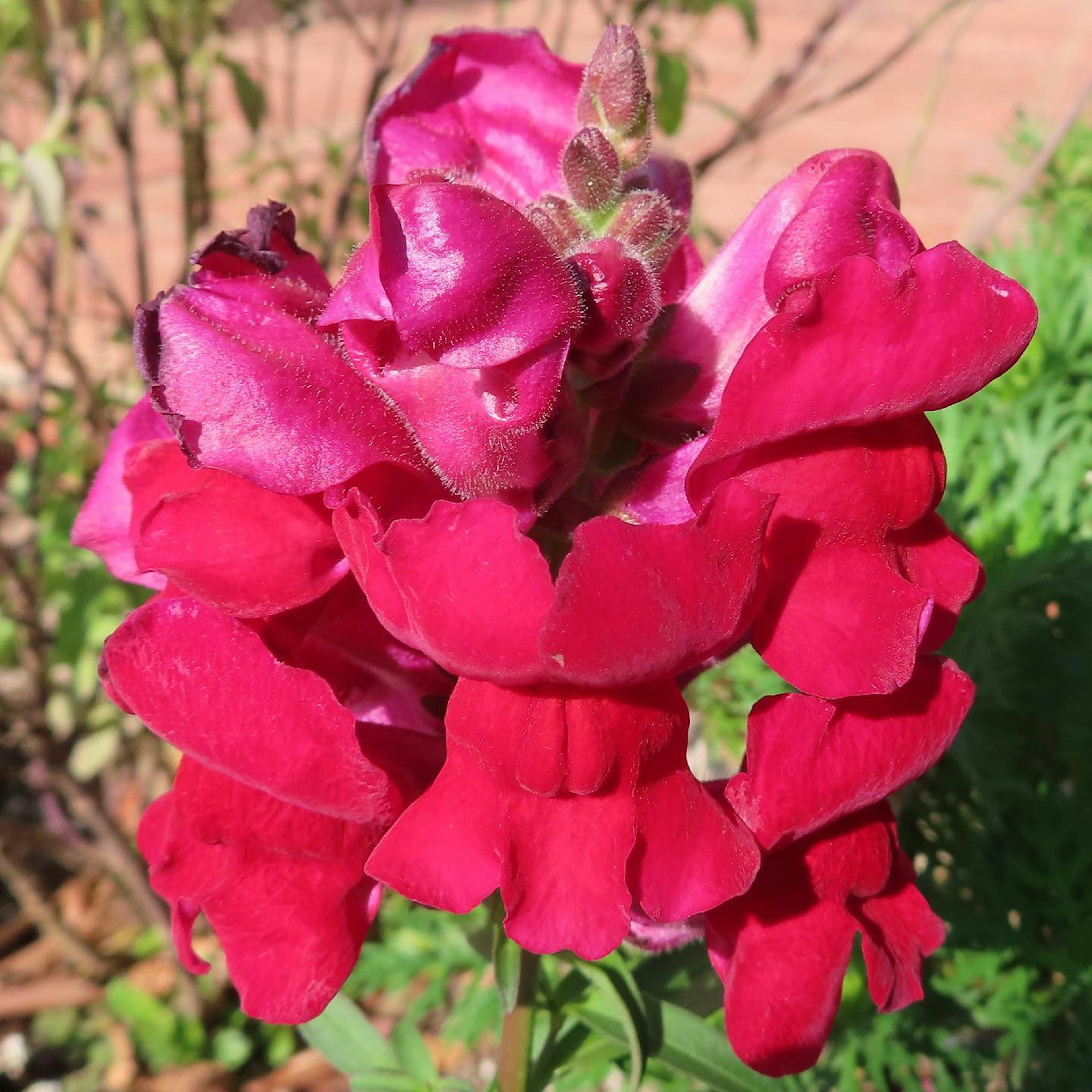 Gros plan d'une fleur de muflier rouge vif