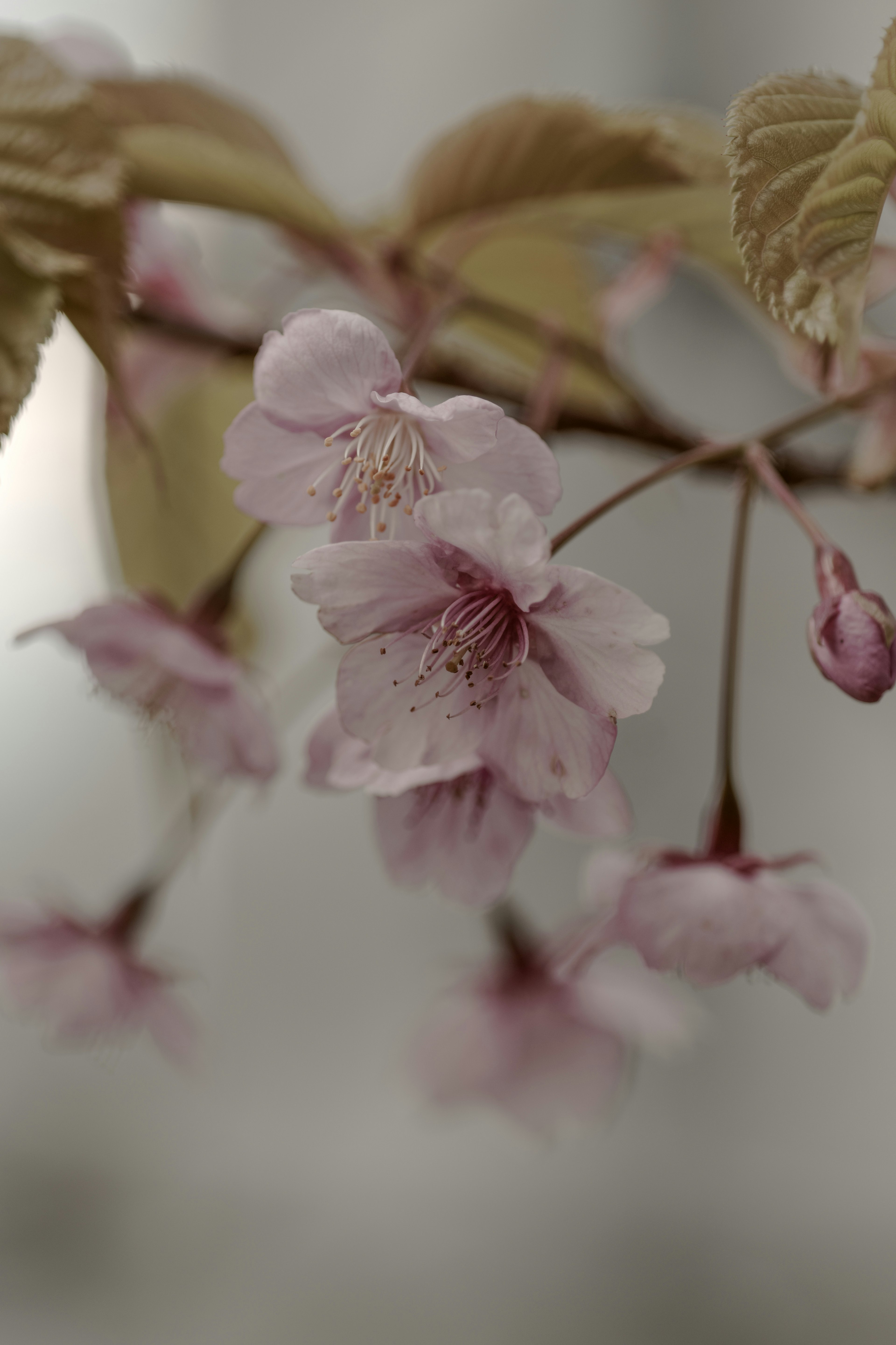 Nahaufnahme von blassrosa Kirschblüten an einem Zweig