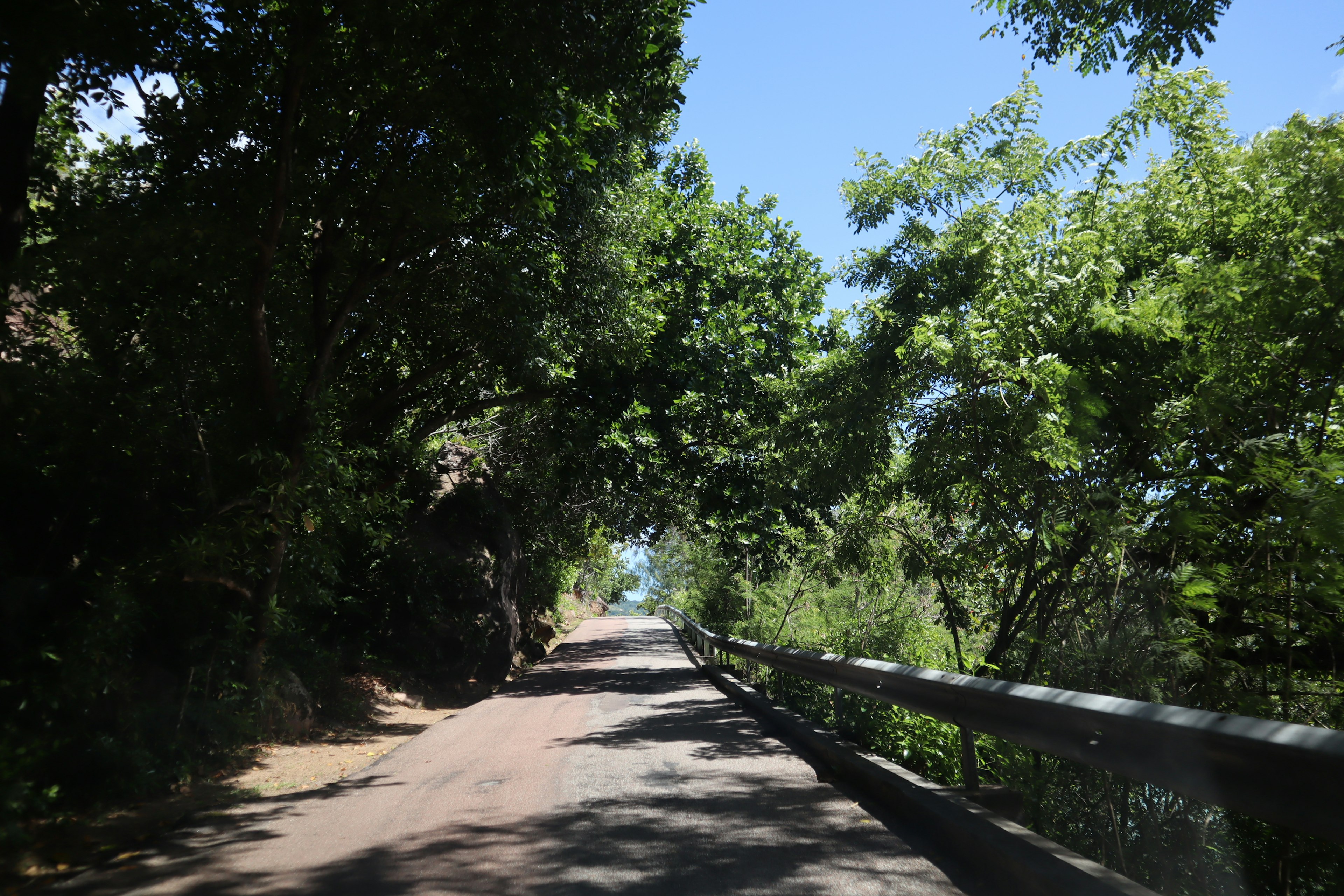 緑の木々に囲まれた静かな道路の風景