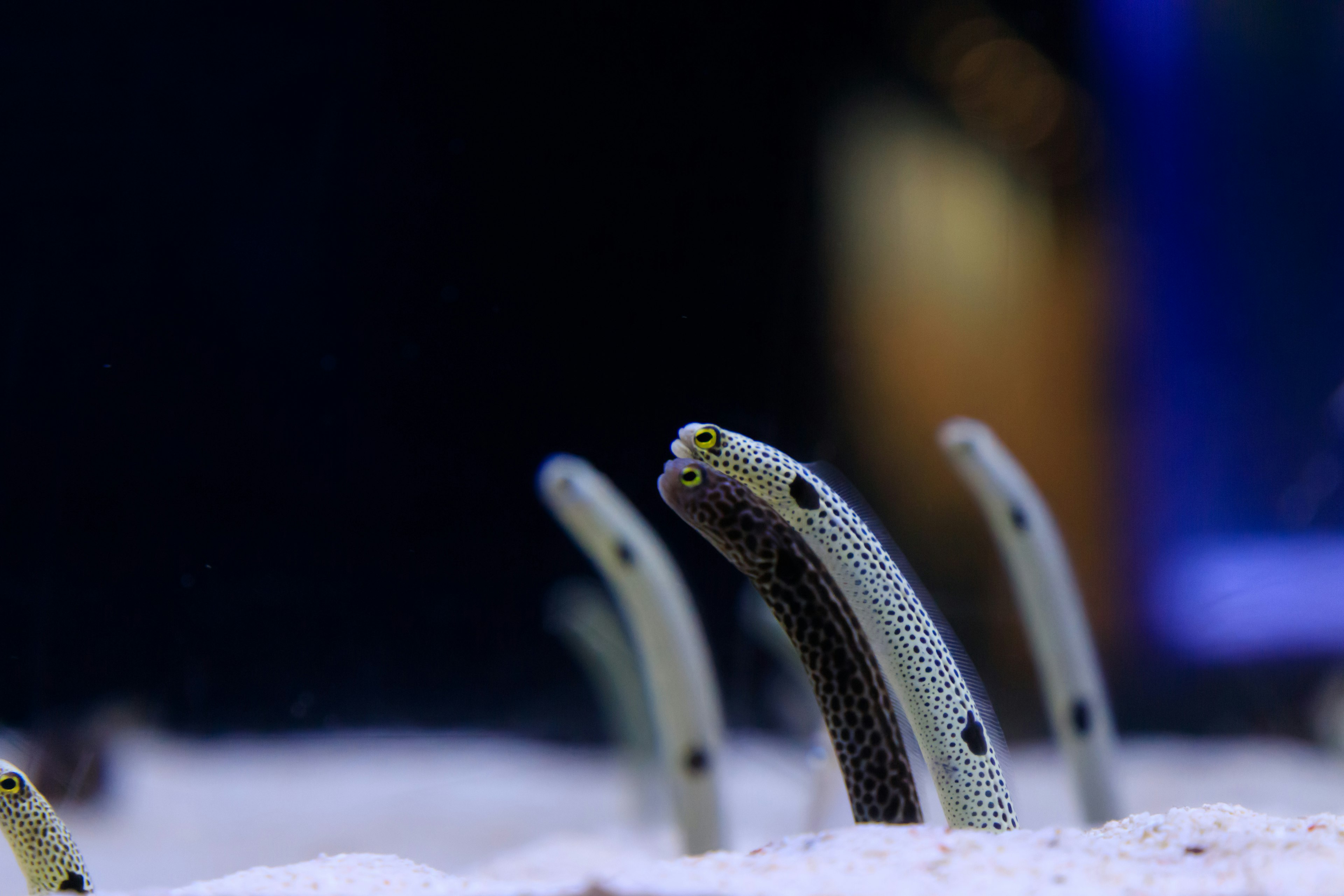 Eels emerging from the sandy bottom in an aquarium