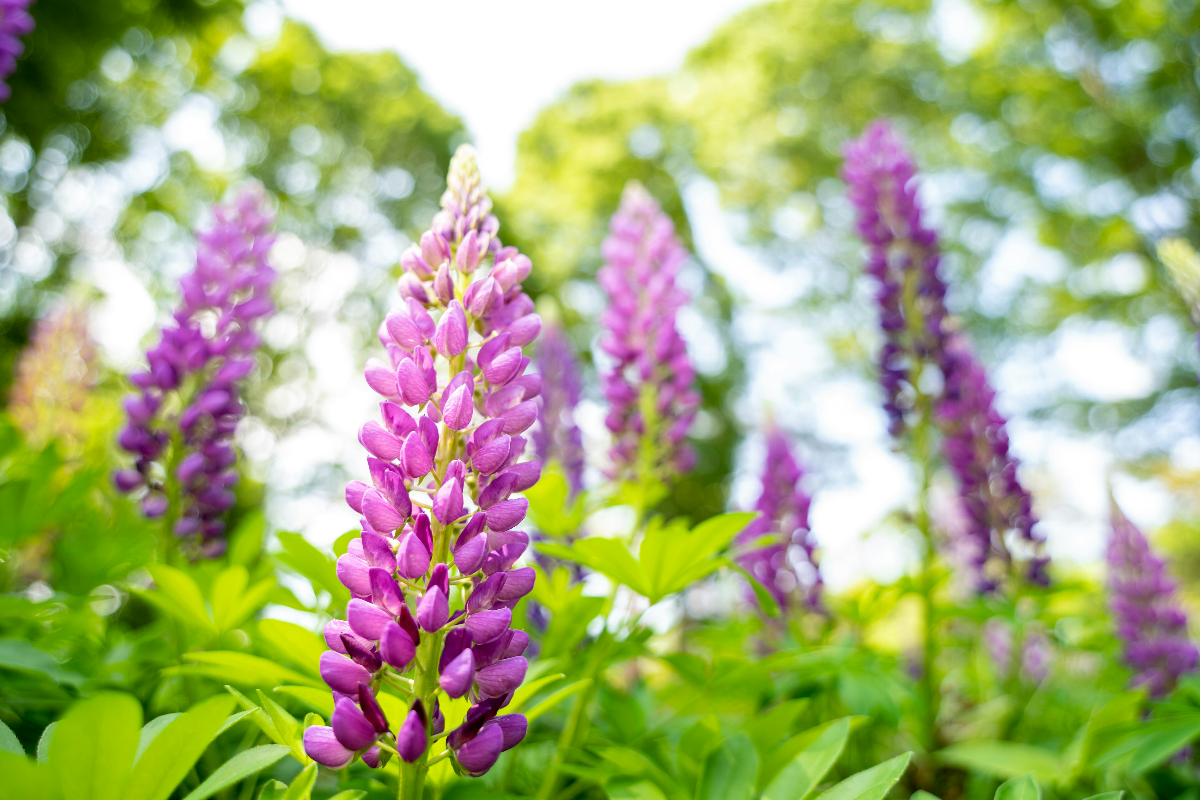 Purple lupine flowers blooming in a lush green background