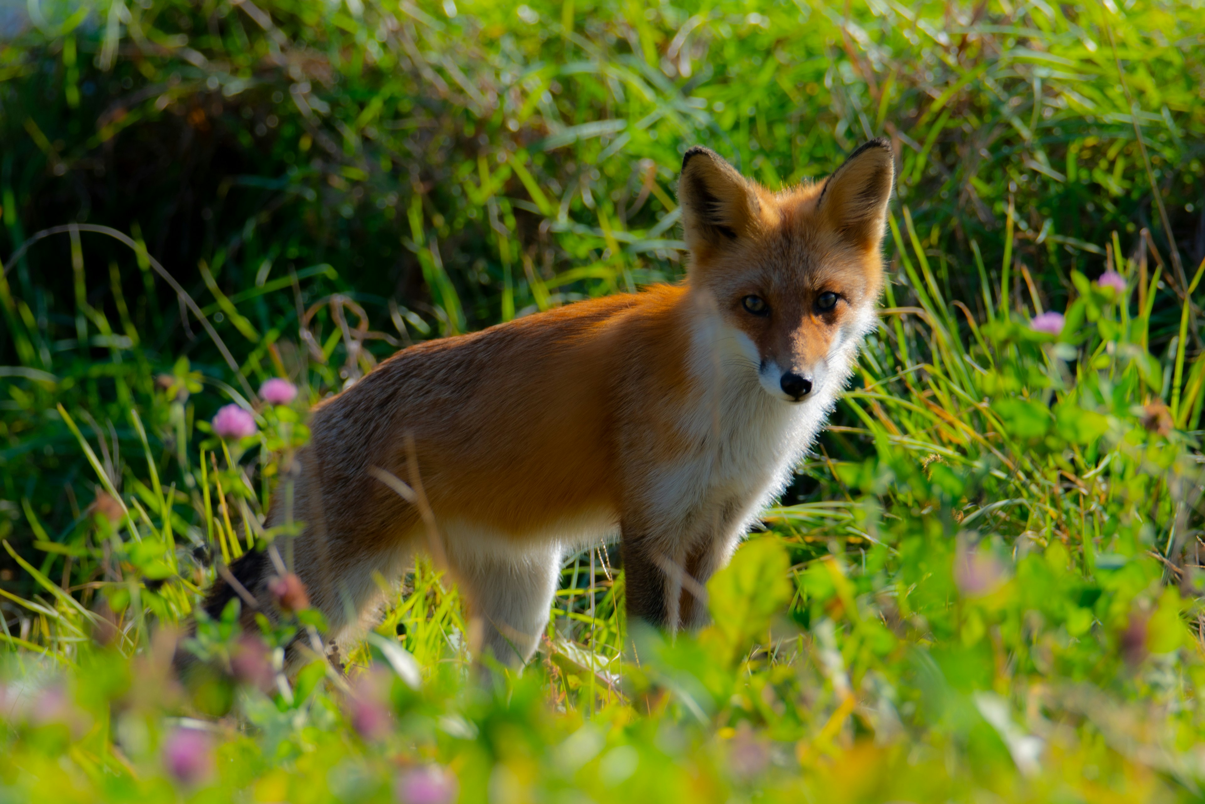 草原に立つオオカミのような野生のキツネの画像