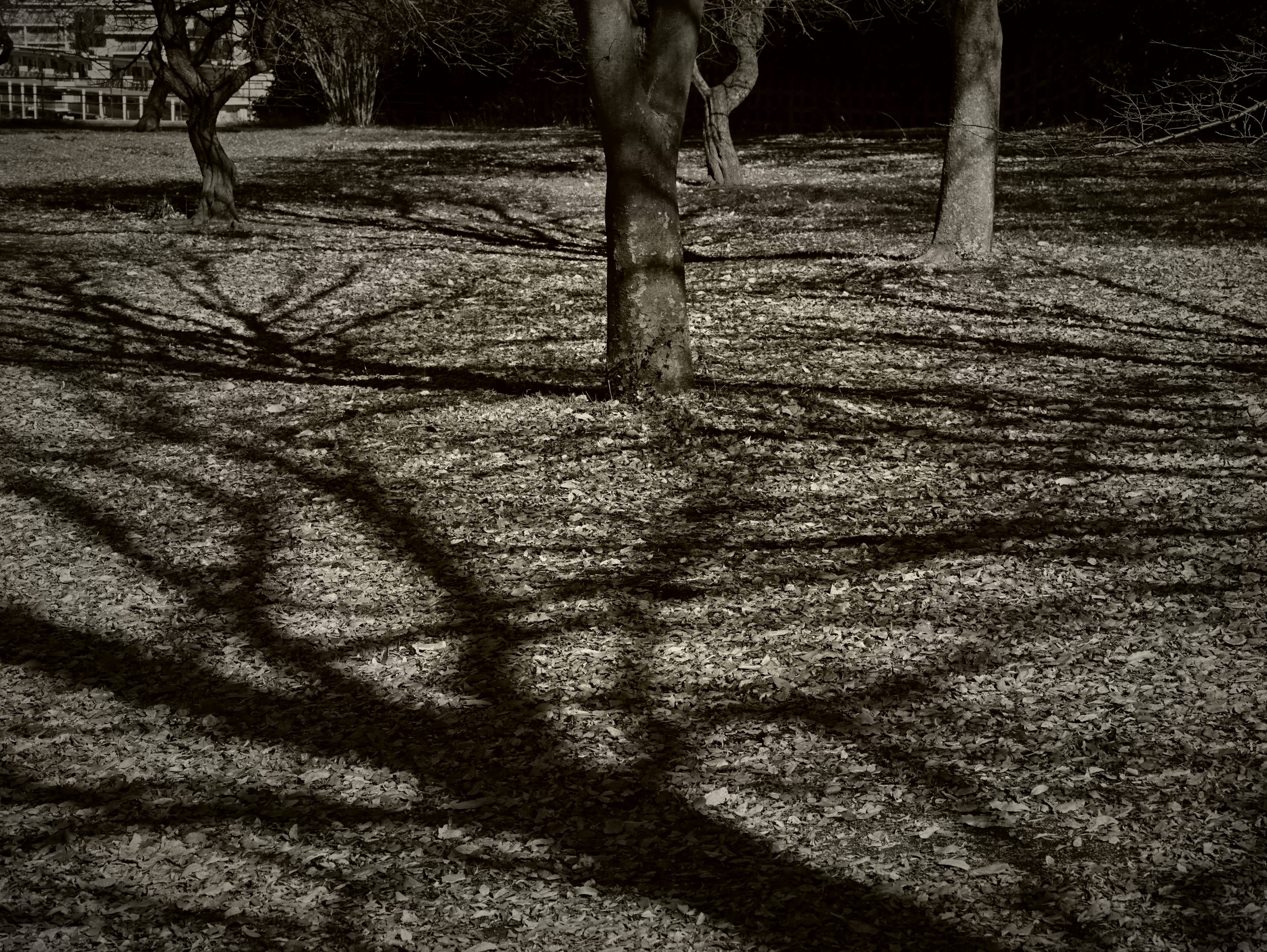 Silhouettes d'arbres projetant des ombres sombres sur le sol couvert de feuilles