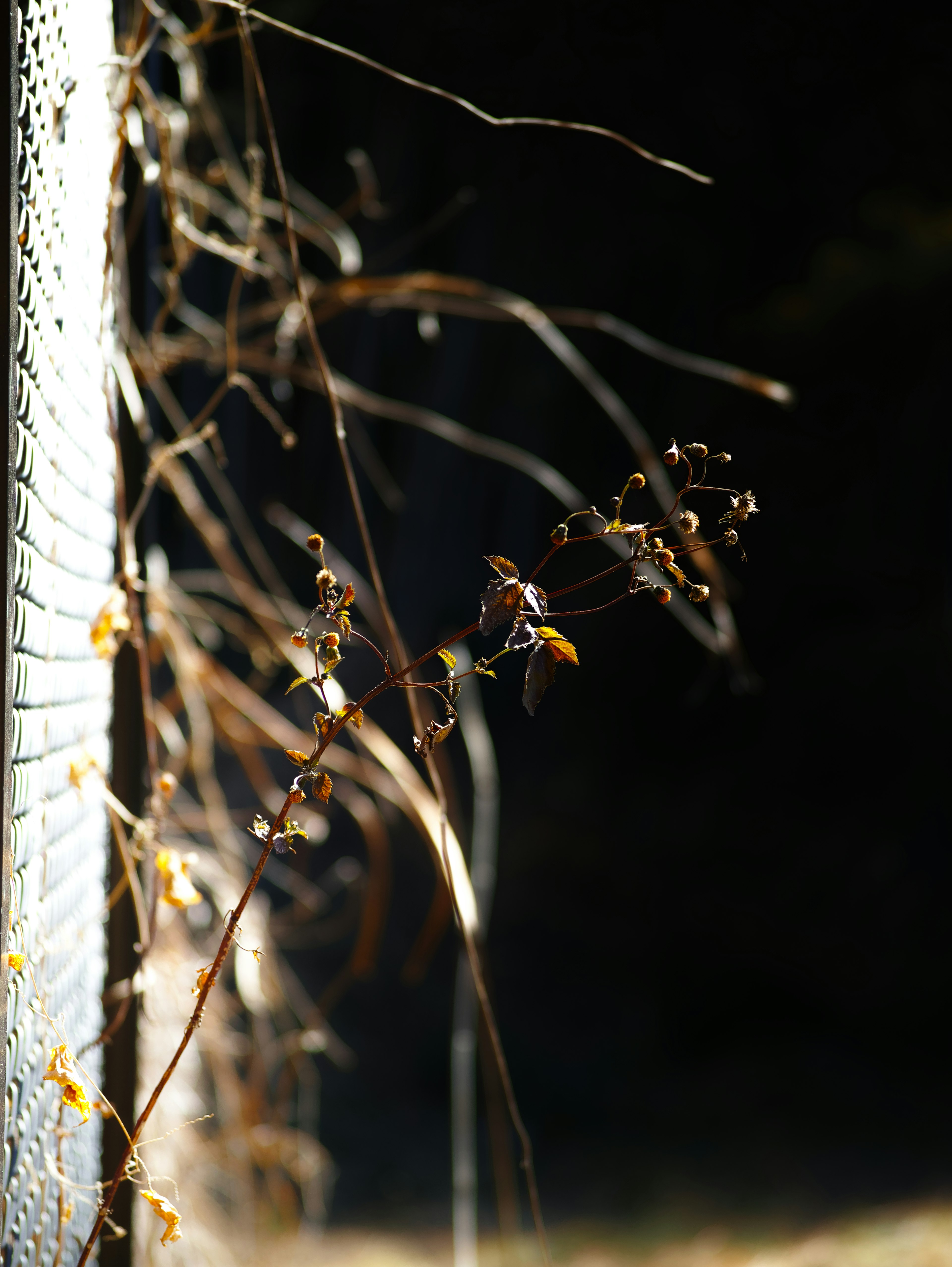 Dried plant vine illuminated against a dark background