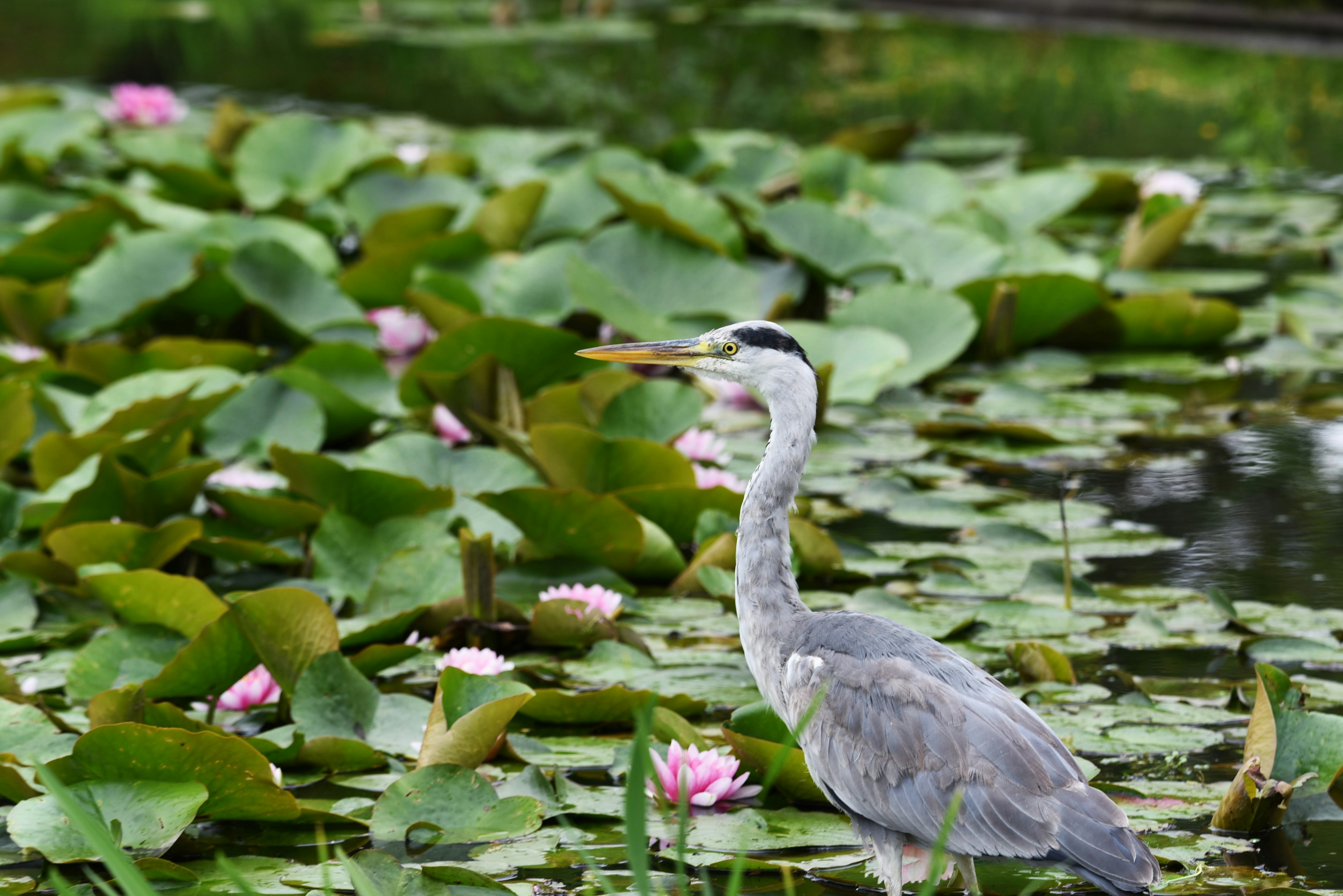 Garza de pie junto al agua entre los lirios y las flores