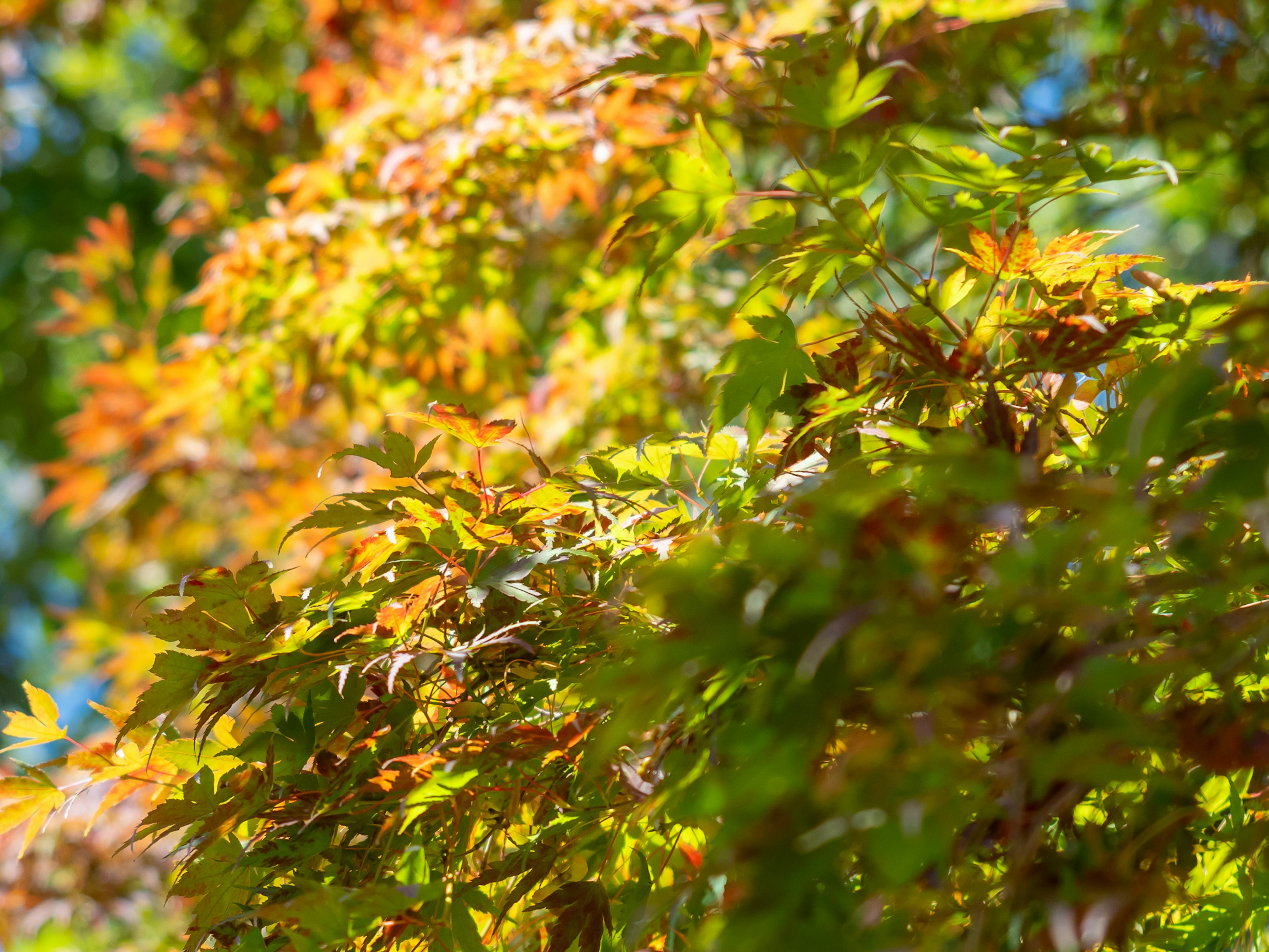 Close-up of colorful leaves on a tree branch