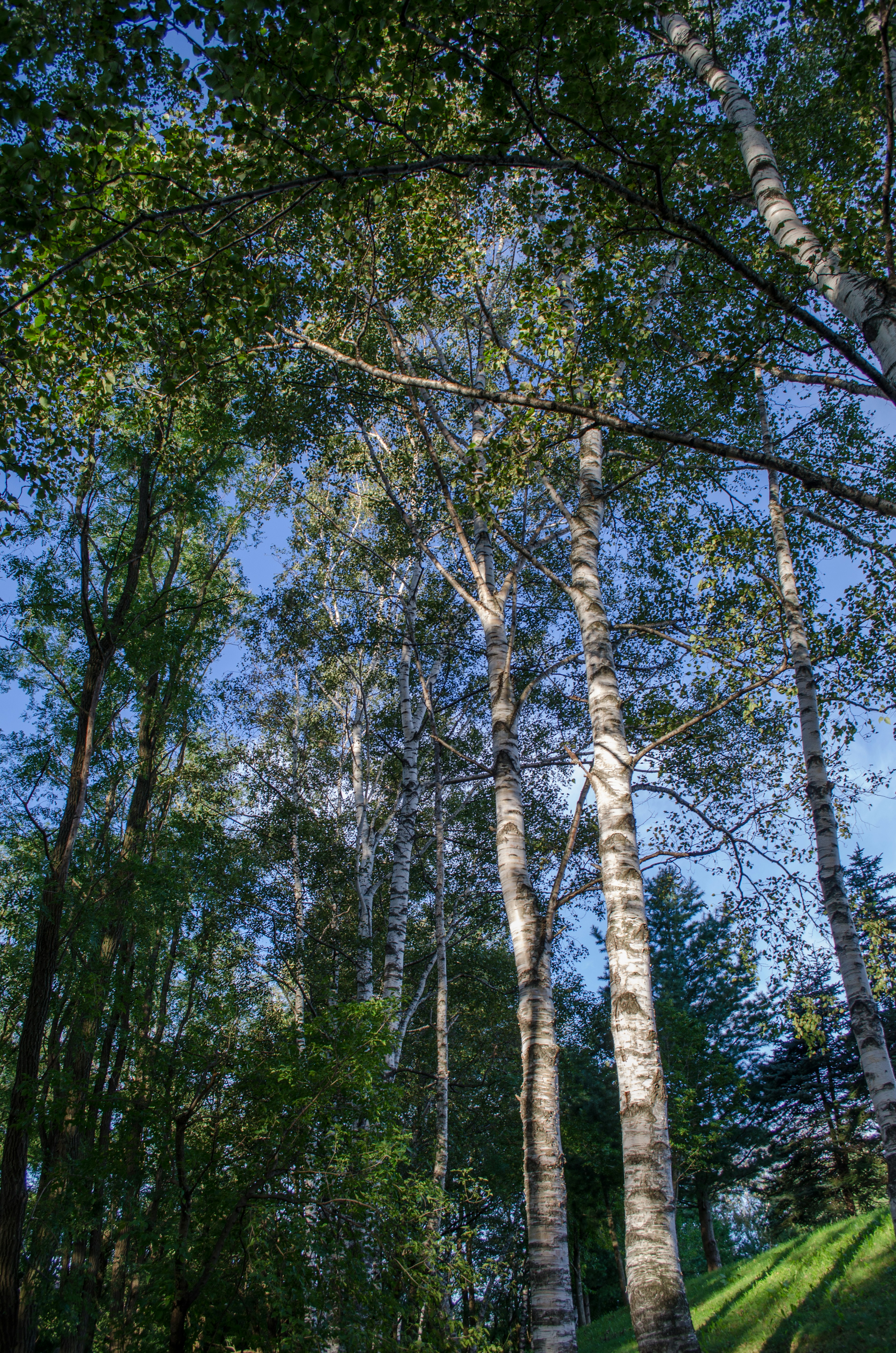 Pohon birch tinggi dengan daun hijau di bawah langit biru