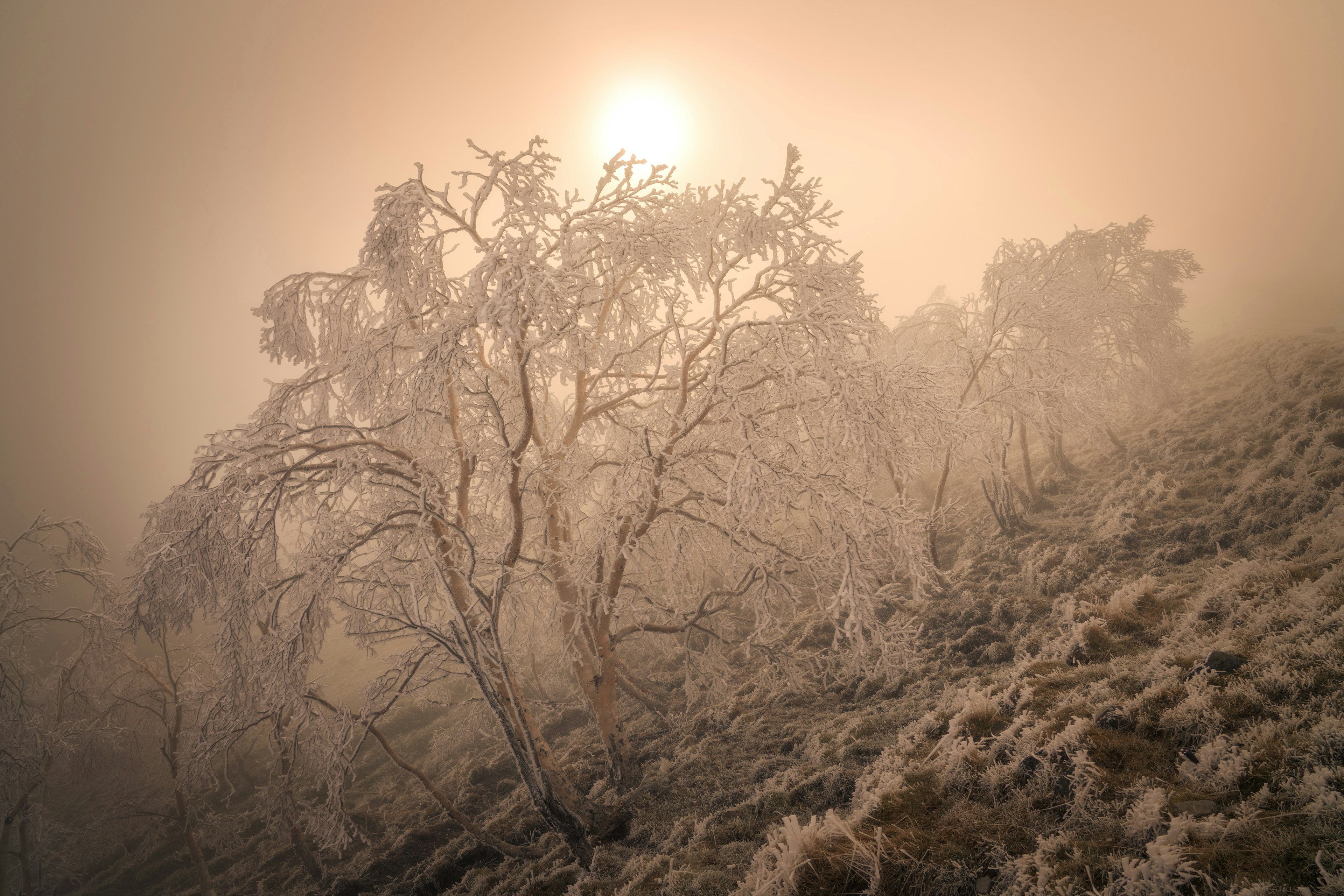 Nebulöse Landschaft mit Bäumen und aufgehender Sonne