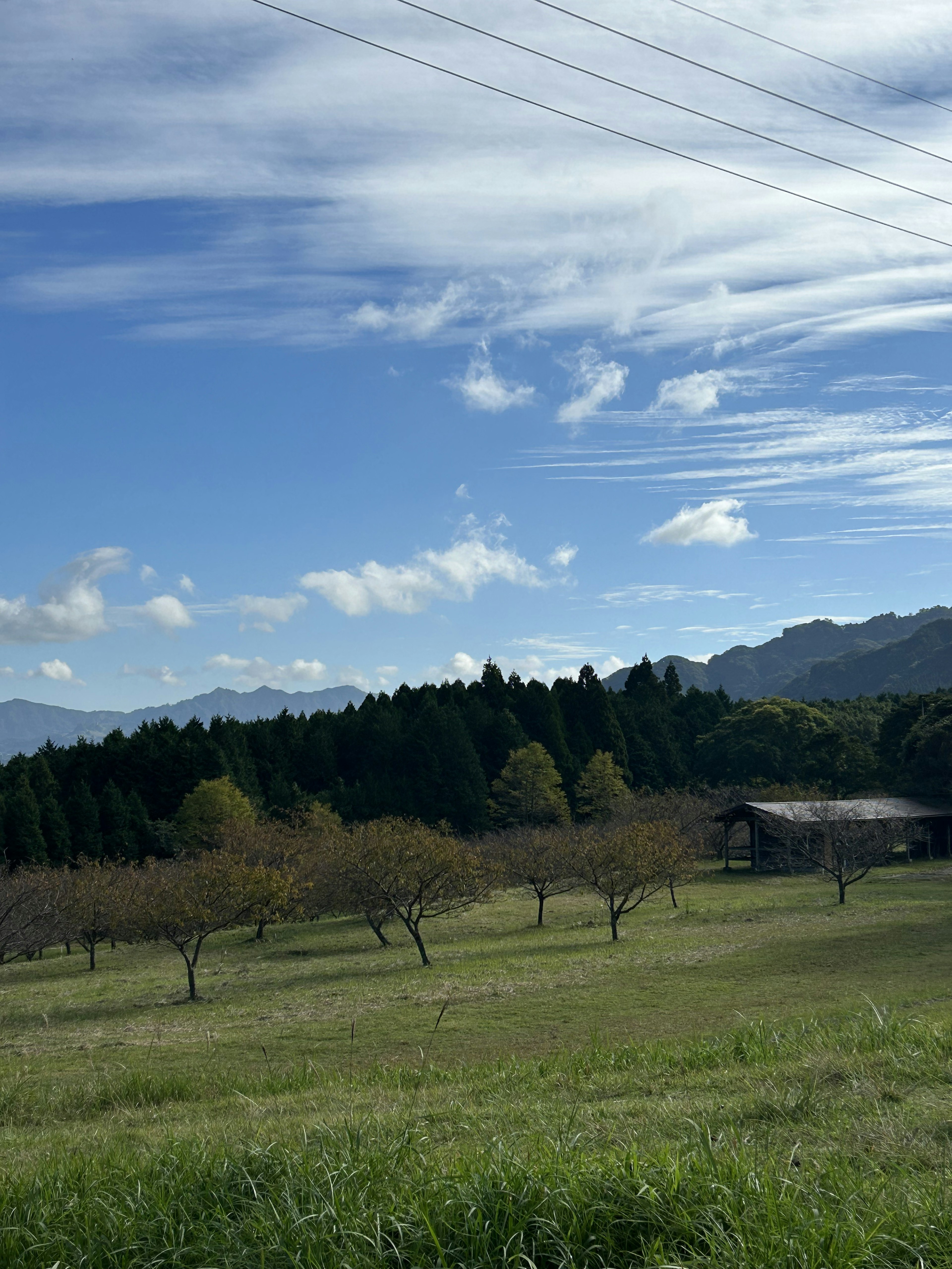 青空と雲が広がる風景に果樹園と山々が見える