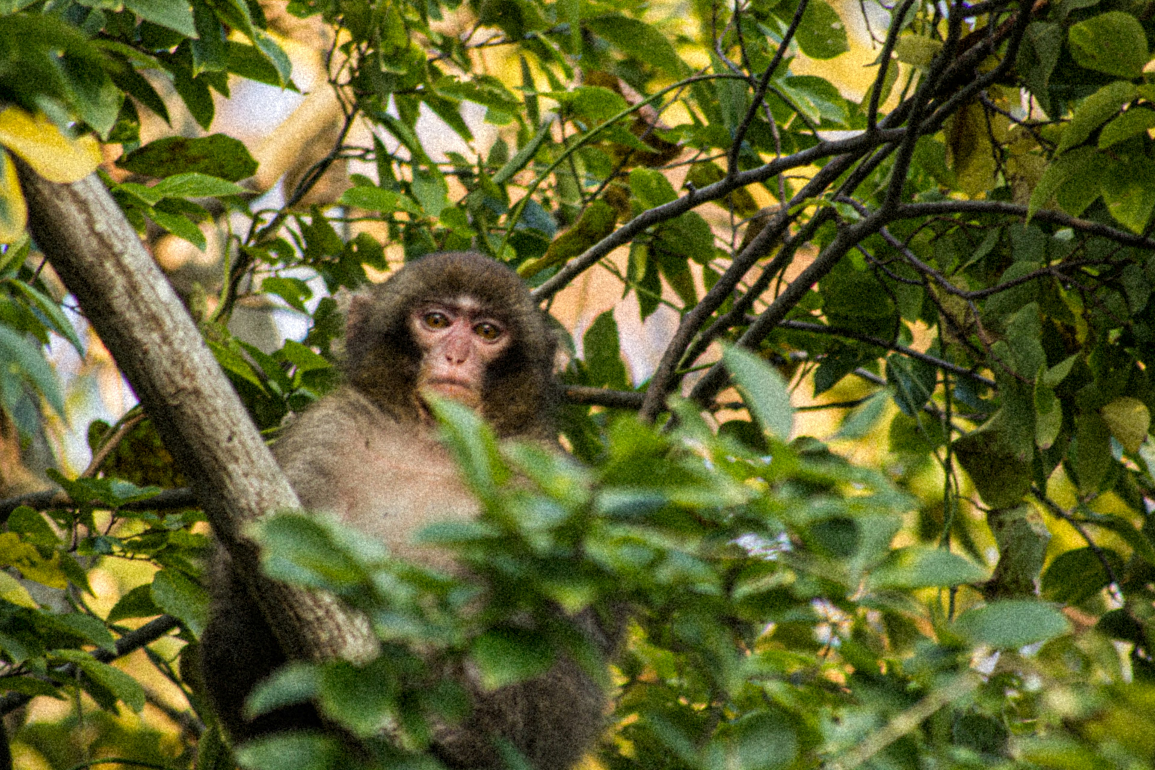 A monkey sitting on a tree branch surrounded by green leaves