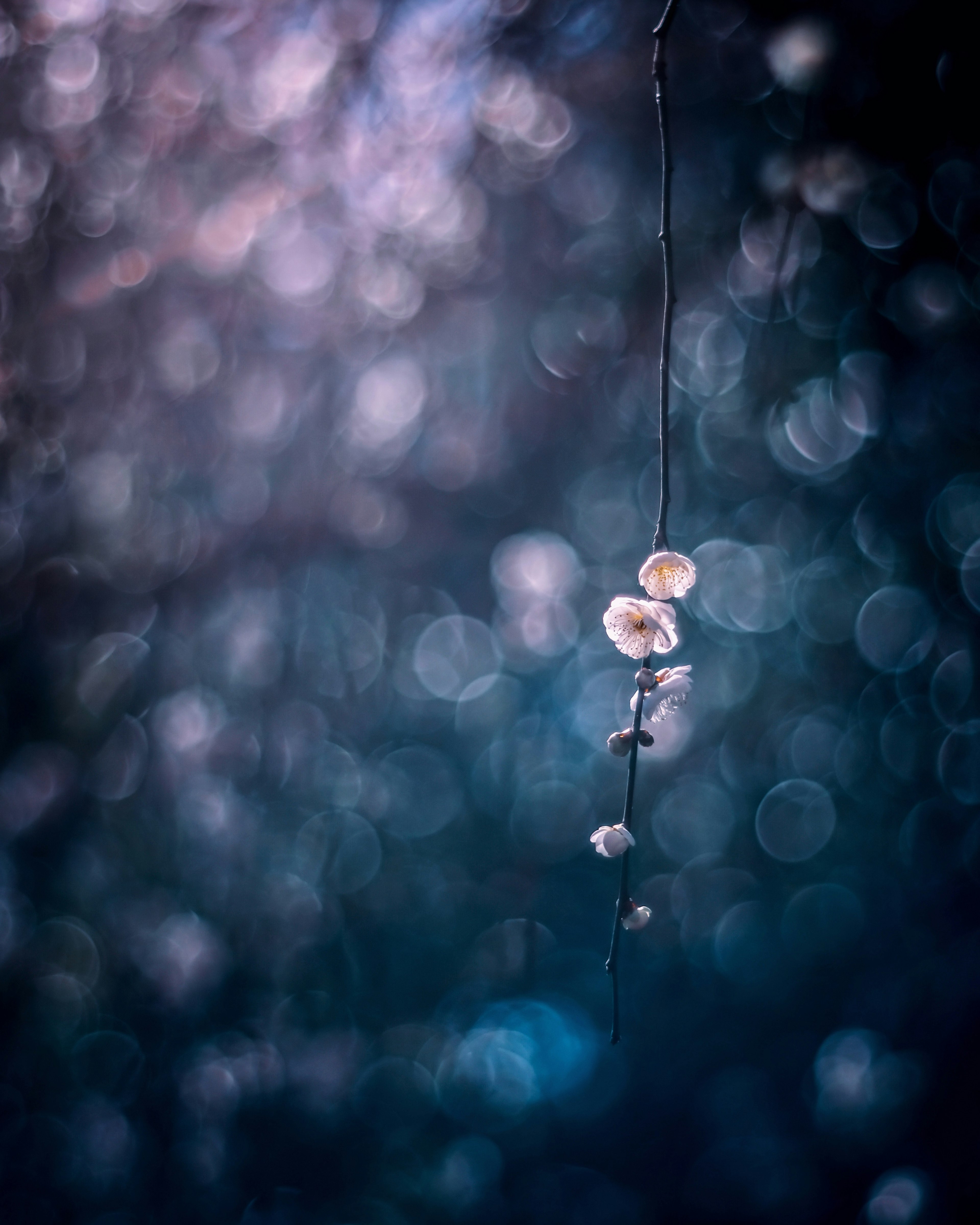 Zarte weiße Blütenknospen an einem schlanken Zweig vor einem blauen Bokeh-Hintergrund