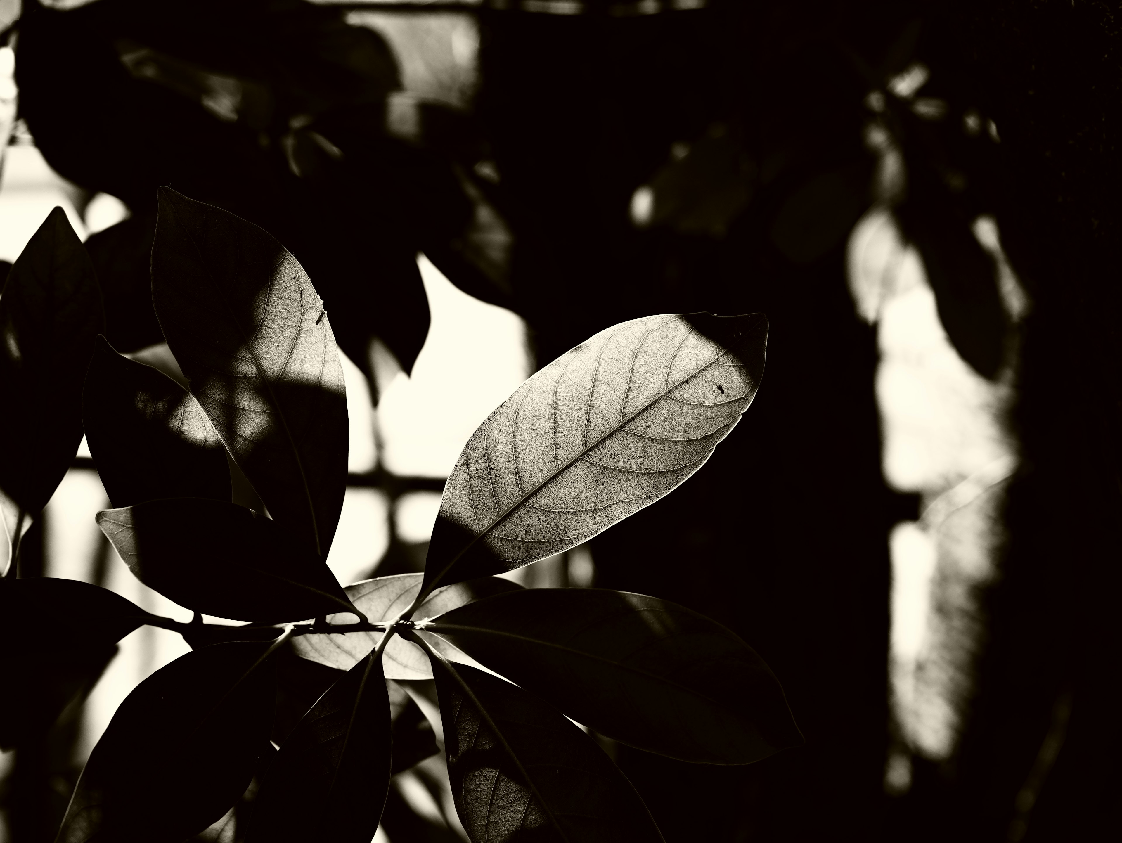 Monochrome photo featuring silhouetted leaves against a dark background