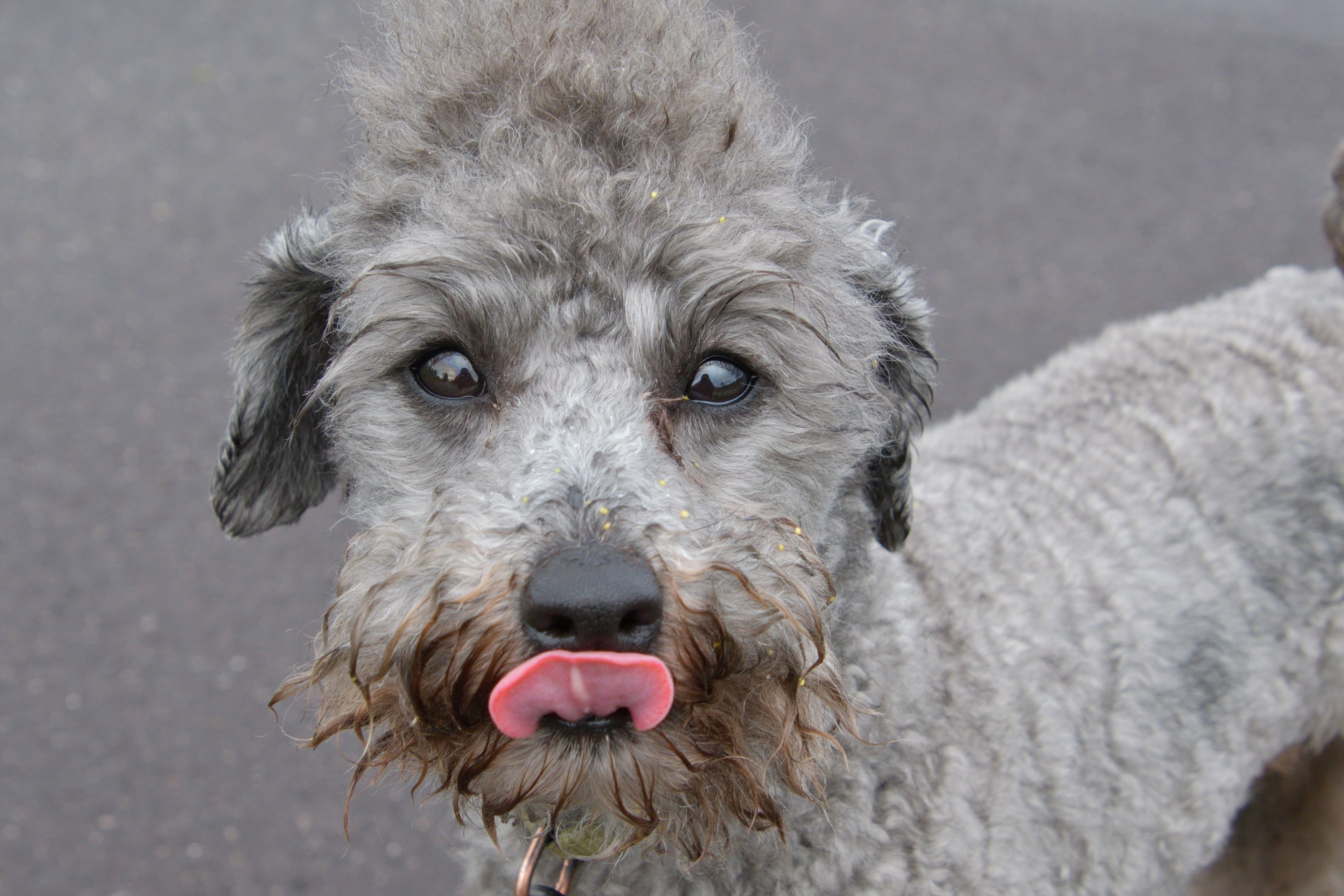 Gray dog sticking out its tongue