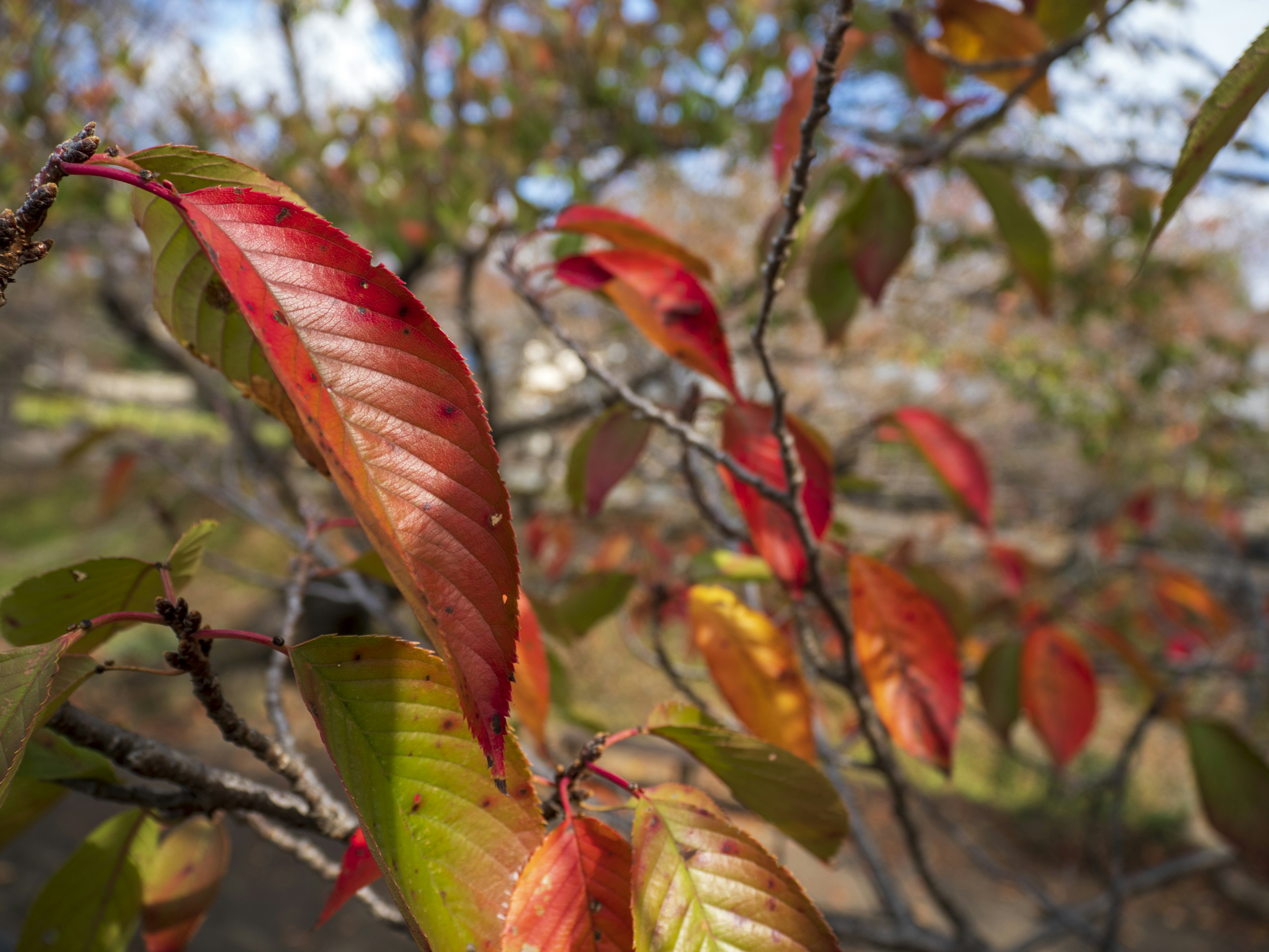 Close-up of autumn leaves featuring vibrant red and orange colors