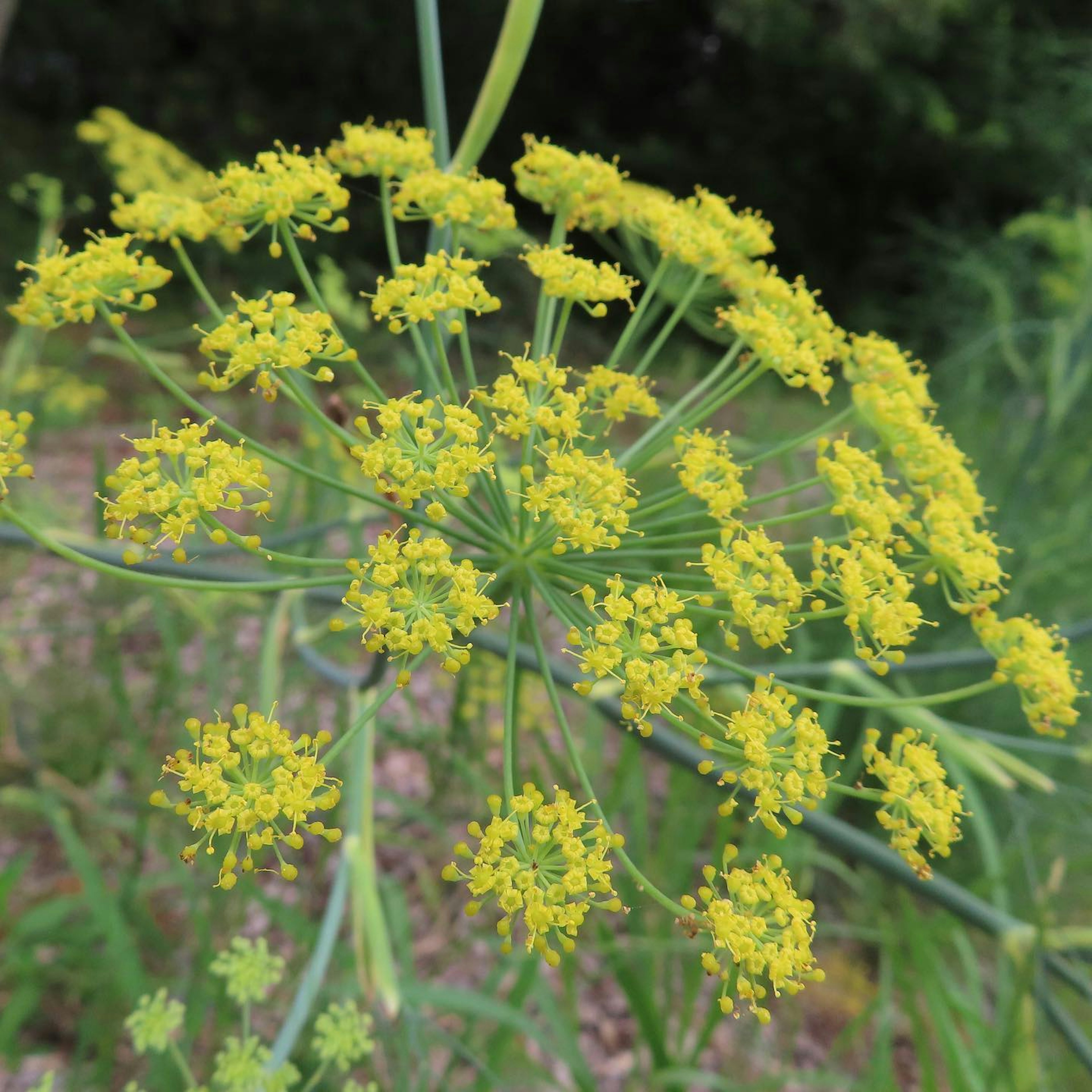 Nahaufnahme einer Dillpflanze mit gelben Blüten