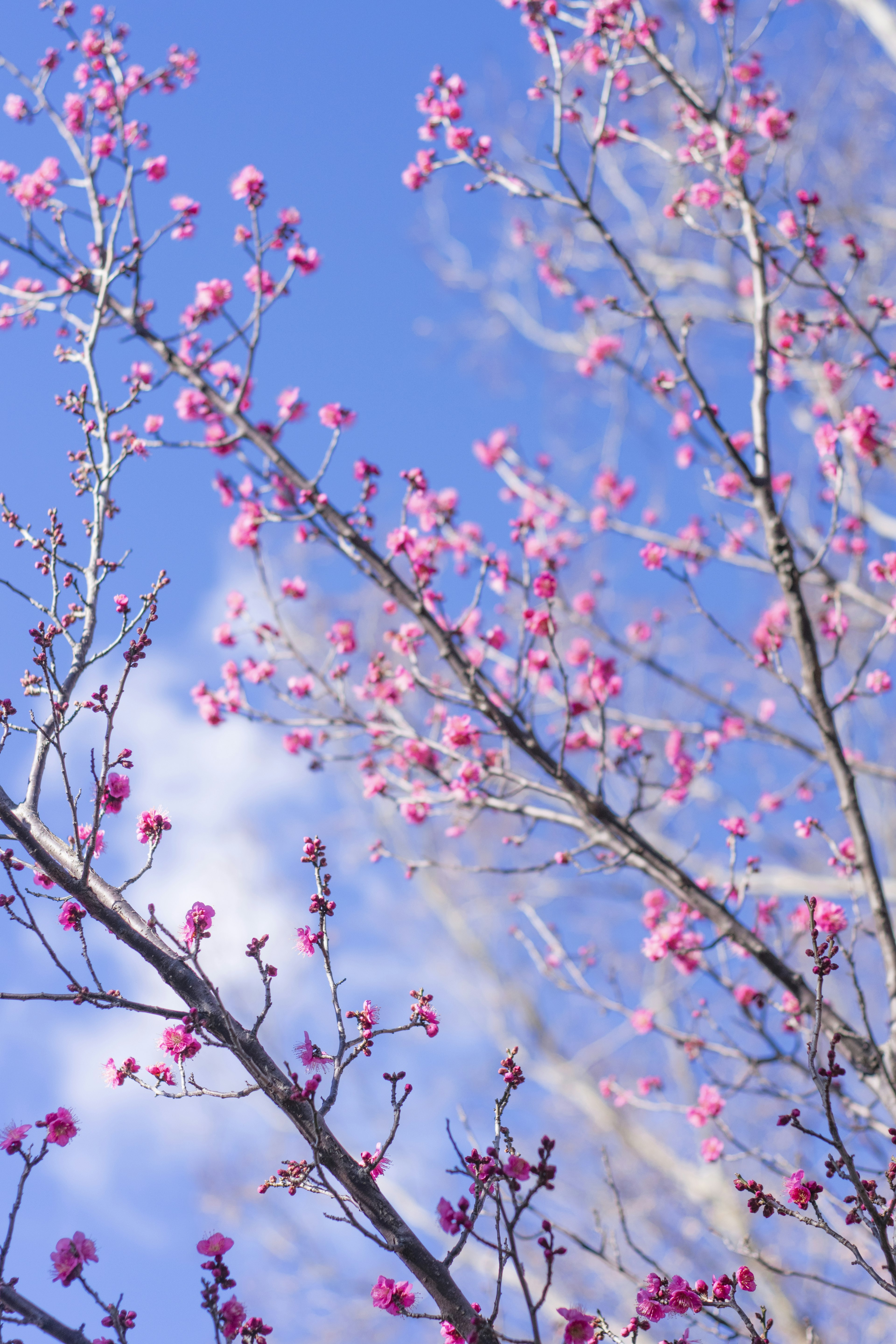 Cabang pohon dengan bunga pink di latar belakang langit biru