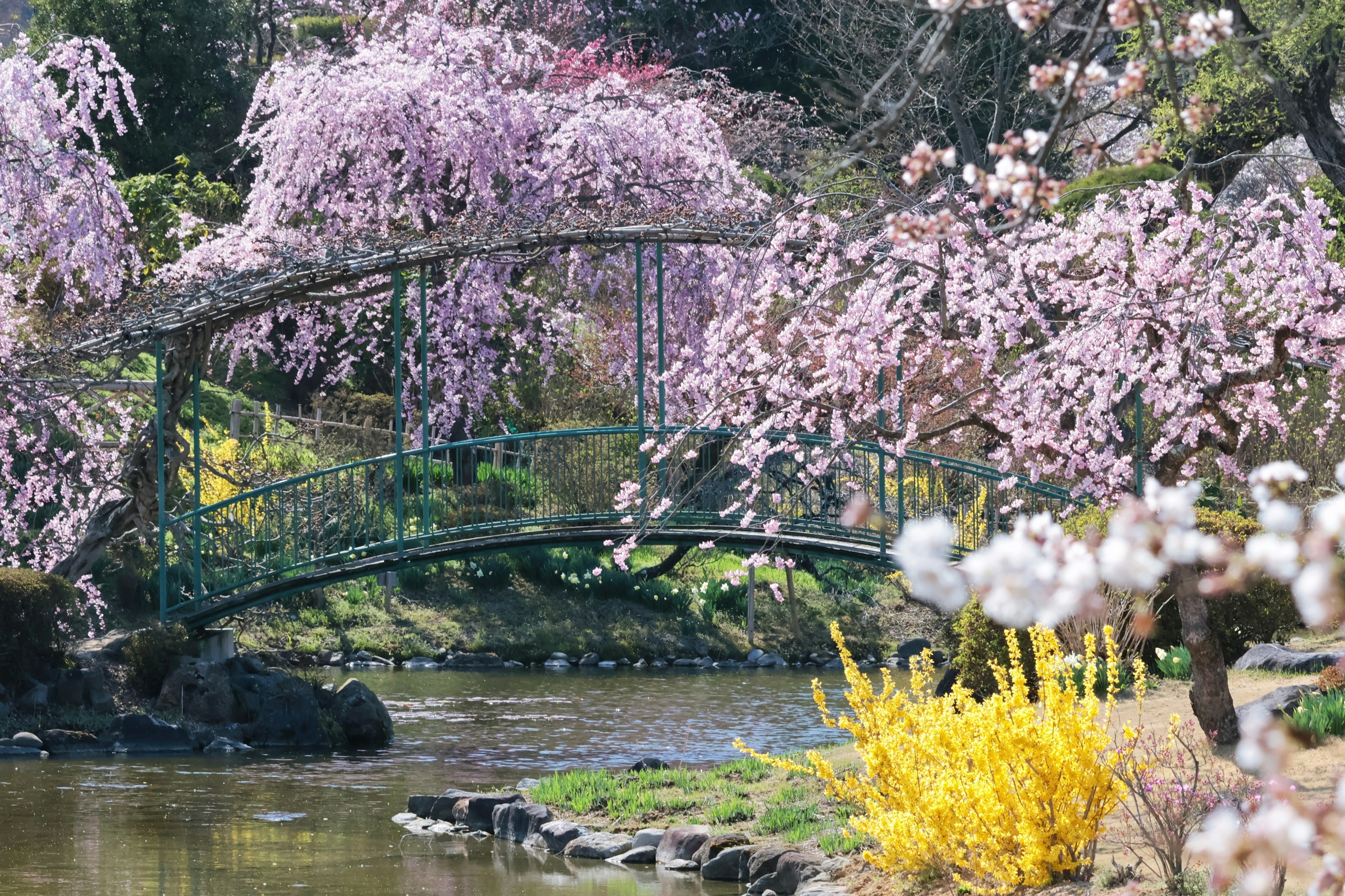 Beautiful garden scene with cherry blossom trees and a small bridge