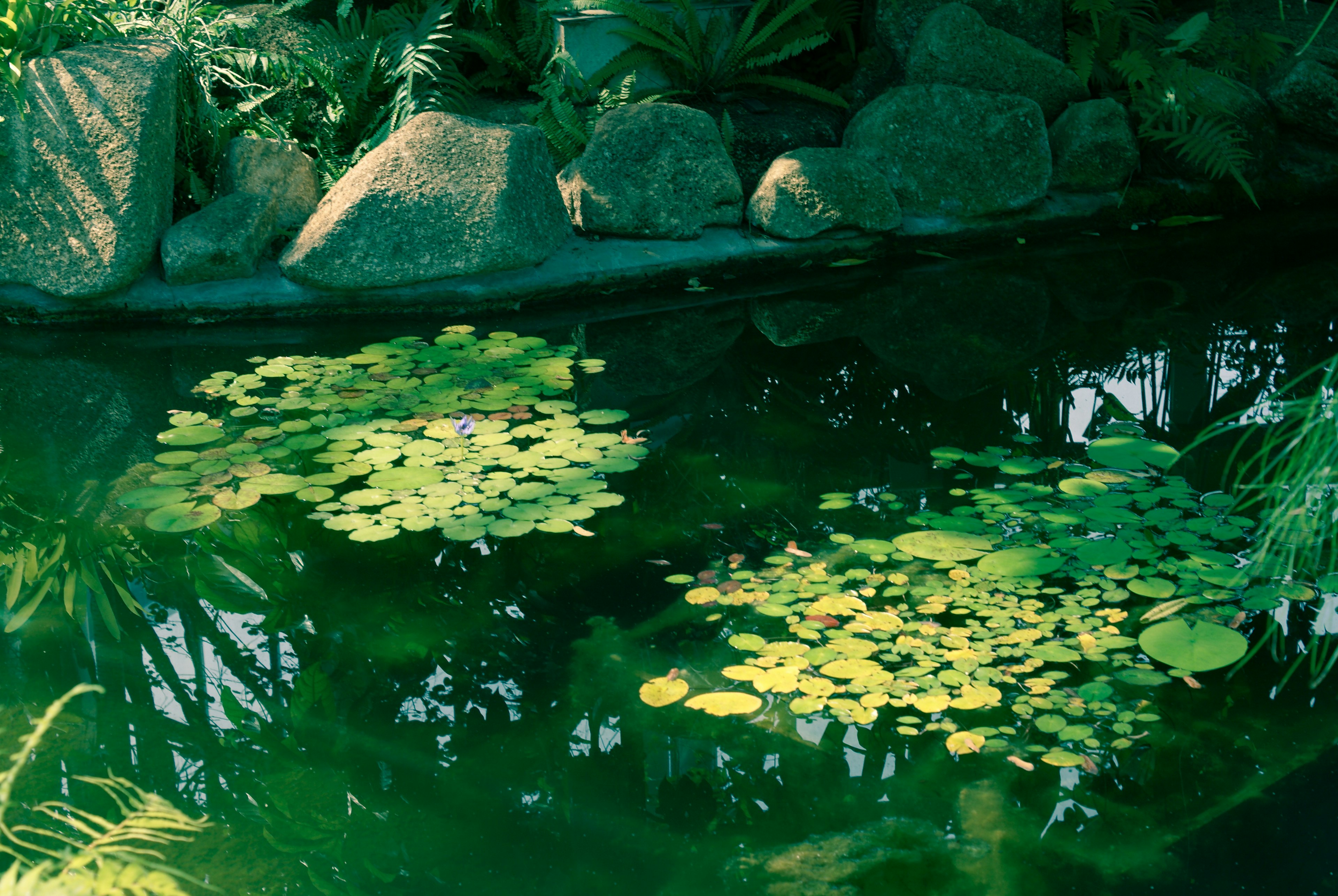 Floating lily pads on a green pond surrounded by rocks and lush foliage