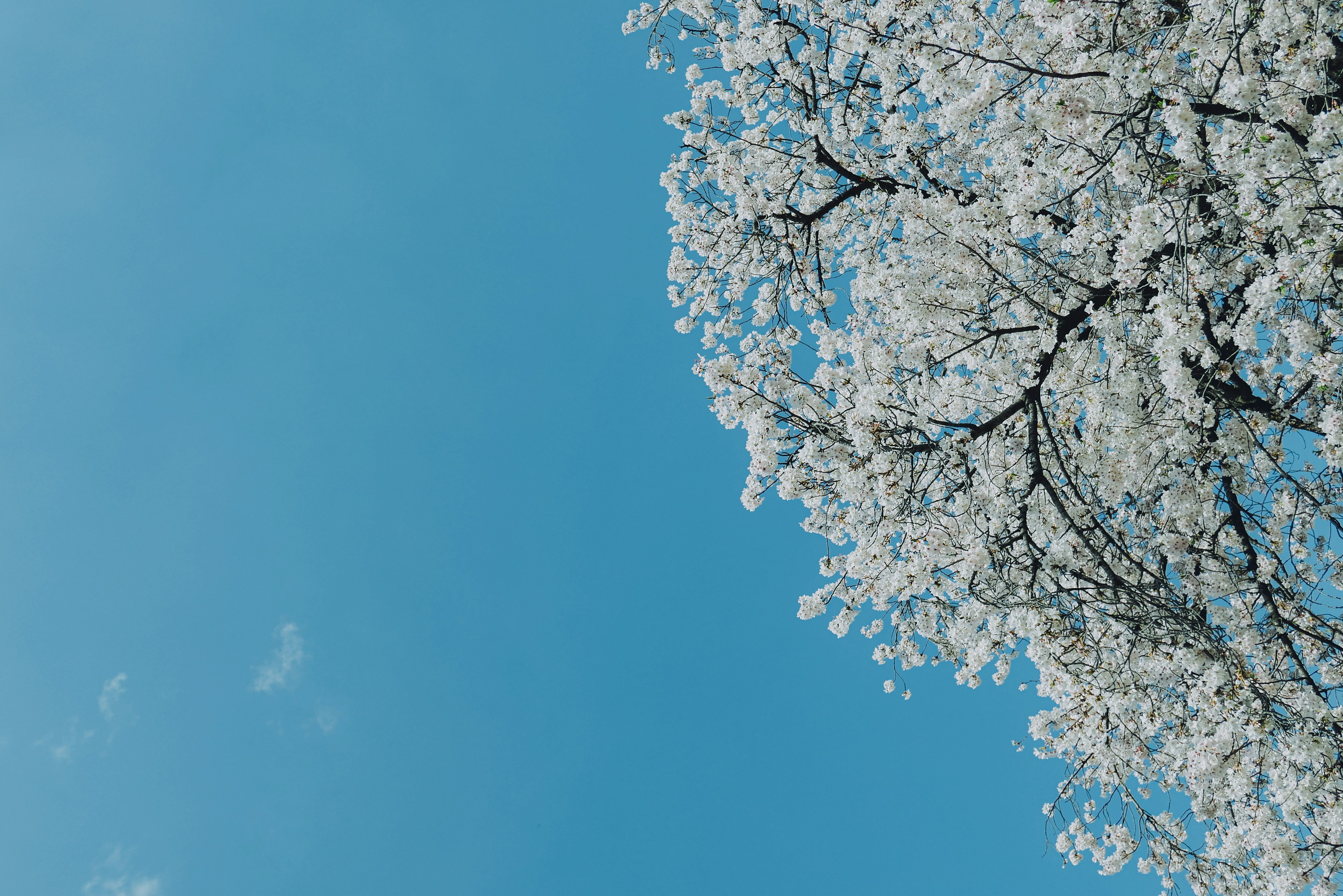 Upper part of a tree with white blossoms against a blue sky