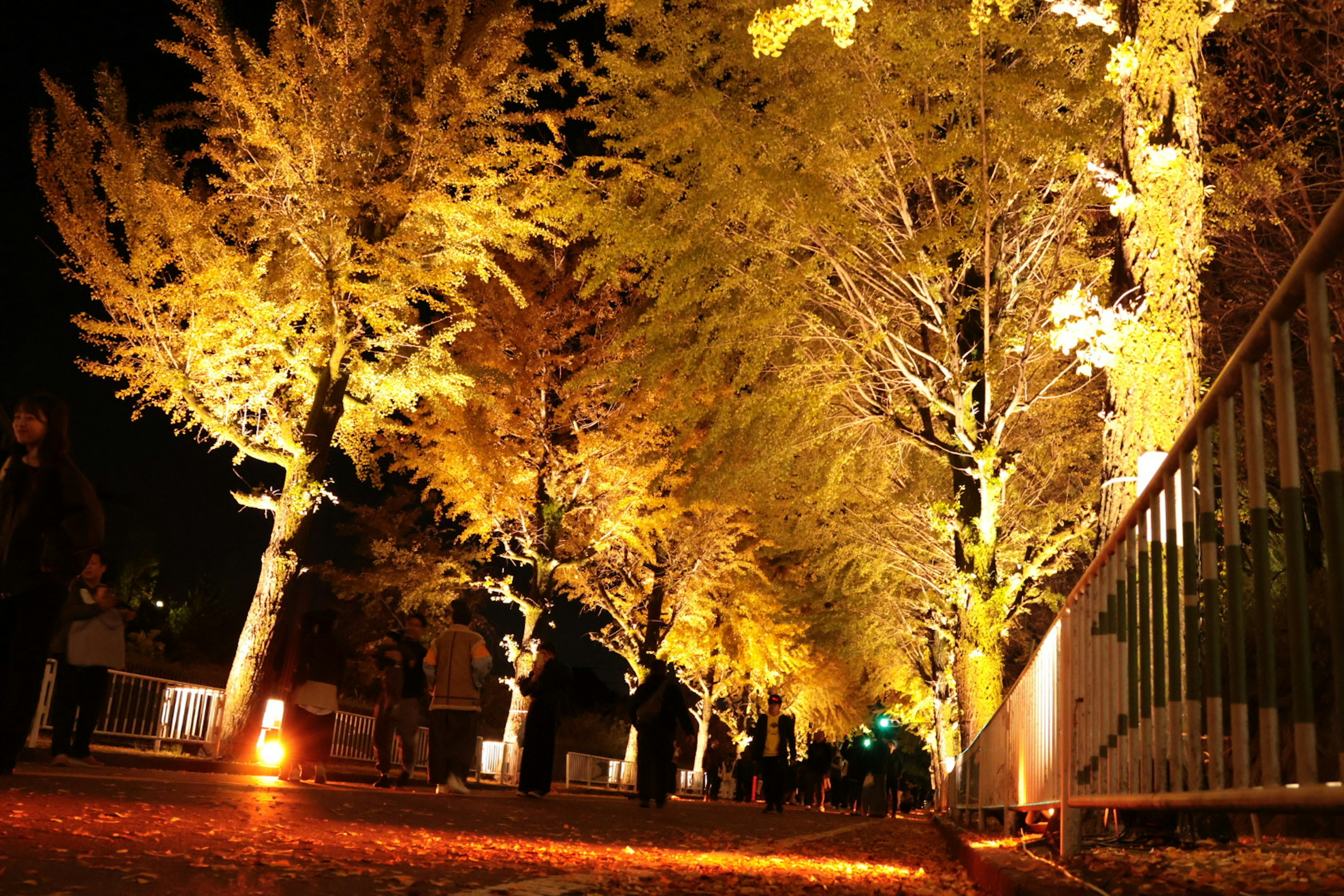 Sendero flanqueado por árboles dorados iluminados por la noche