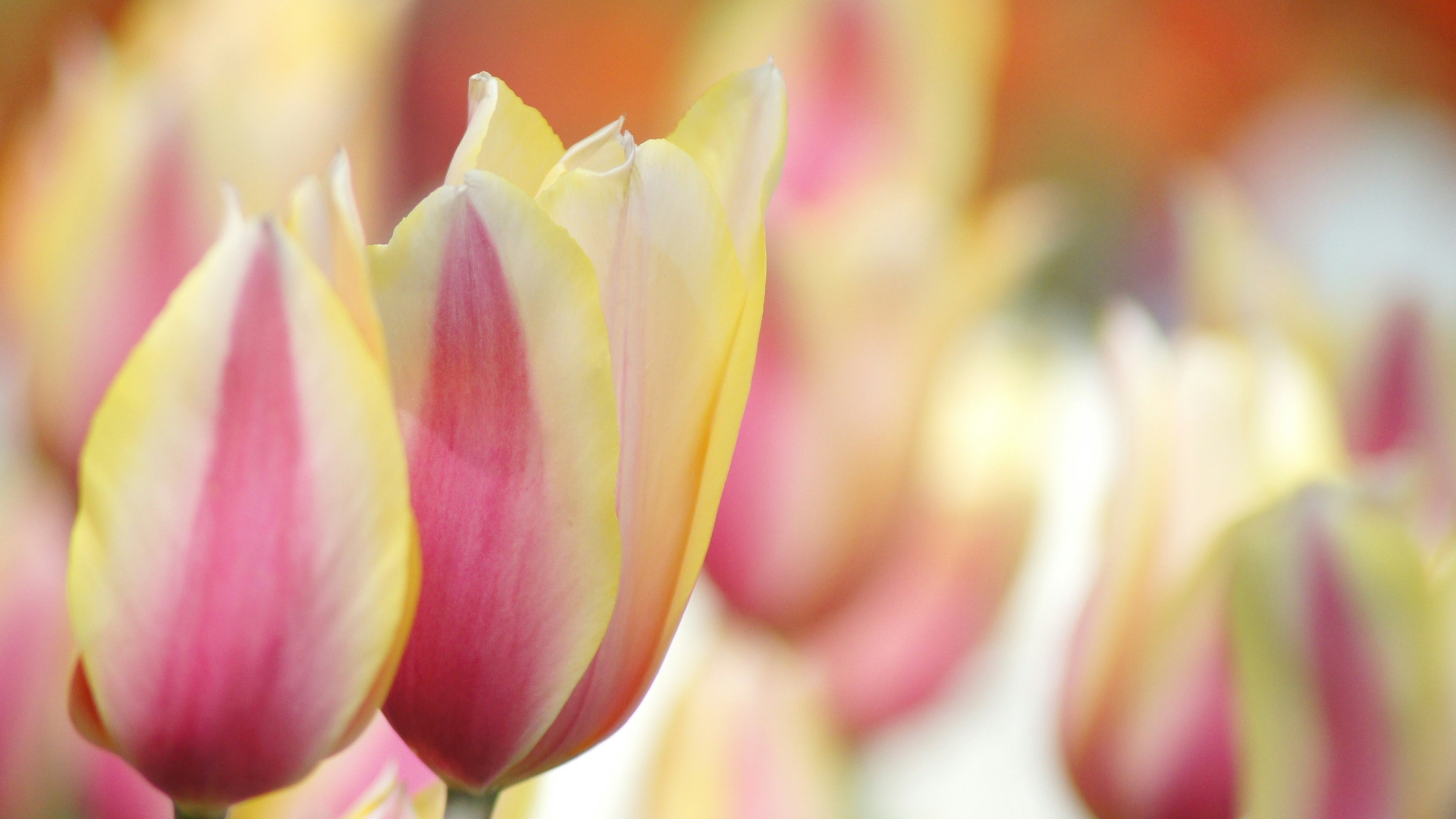 Lebendige Tulpenblüten in Rosa und Gelb blühen schön