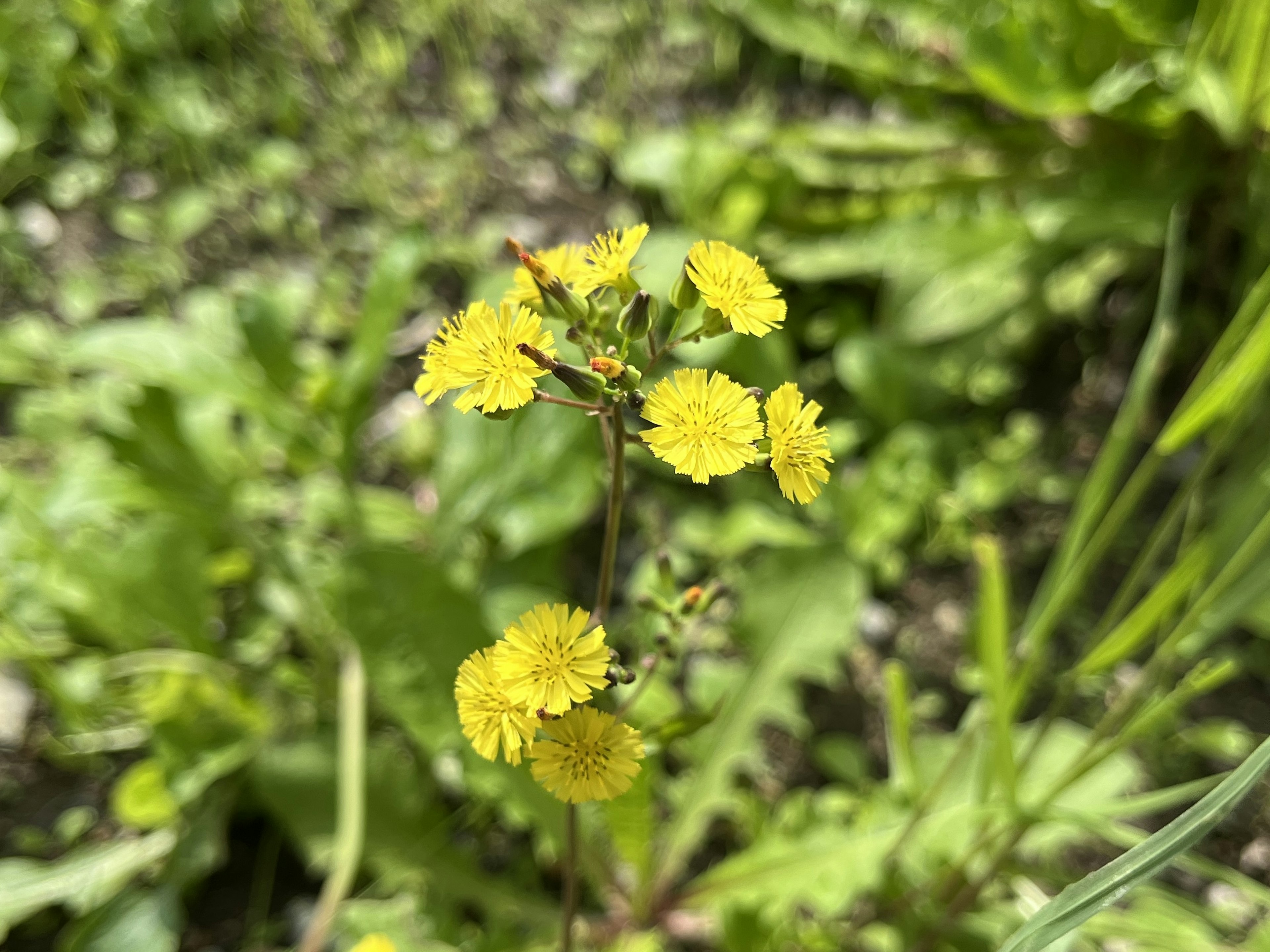 緑の背景にある黄色い花の群生